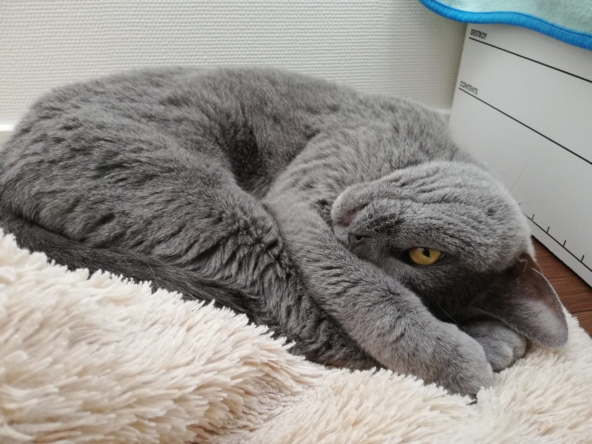 本日のMadam Dorothy “A casual photo of Madam Dorothy on Jan. 19, 2025. Pretending to be asleep”