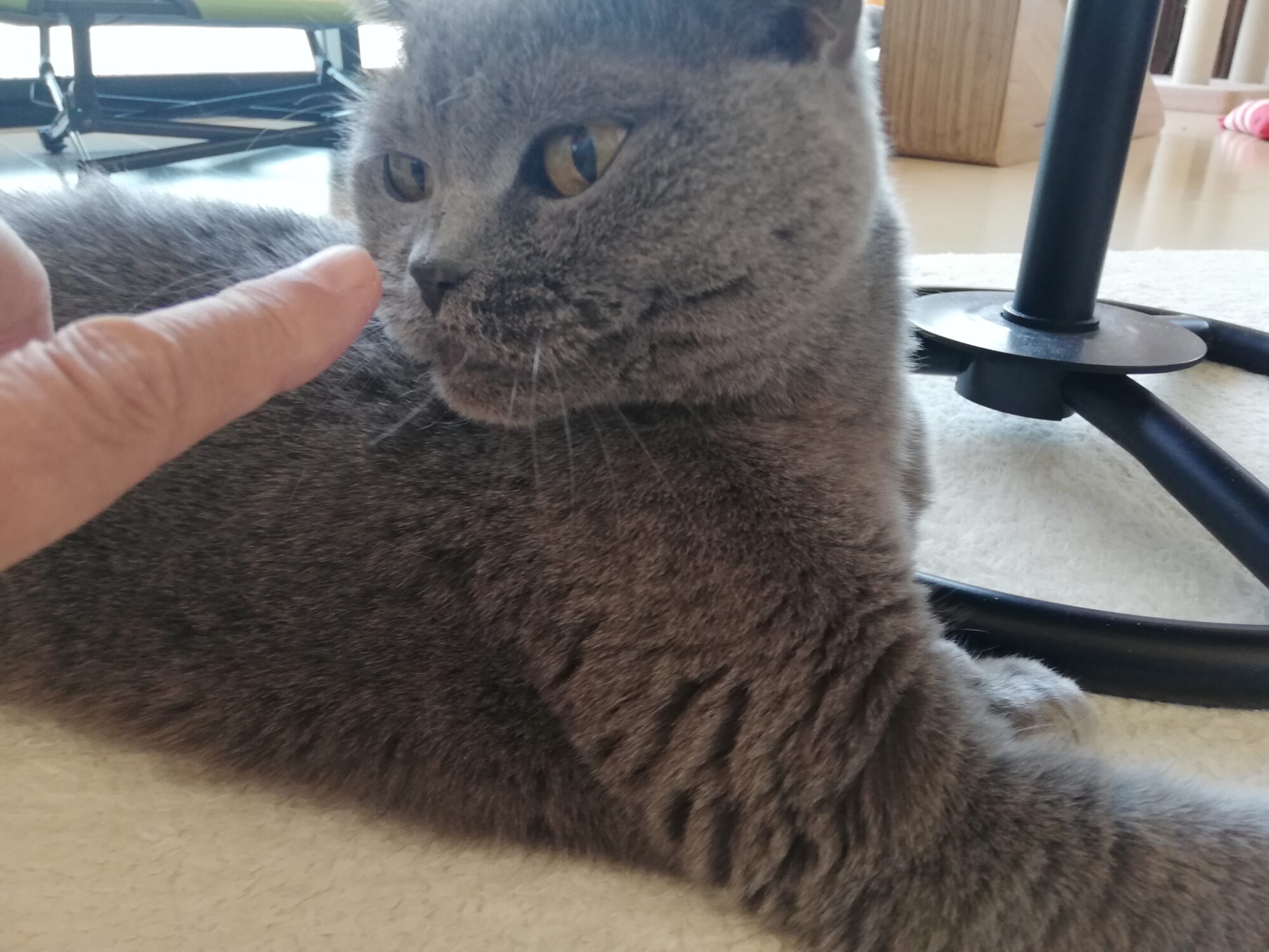 本日のMadam Dorothy “A casual photo of Madam Dorothy on Jan. 21, 2025. Instinct”