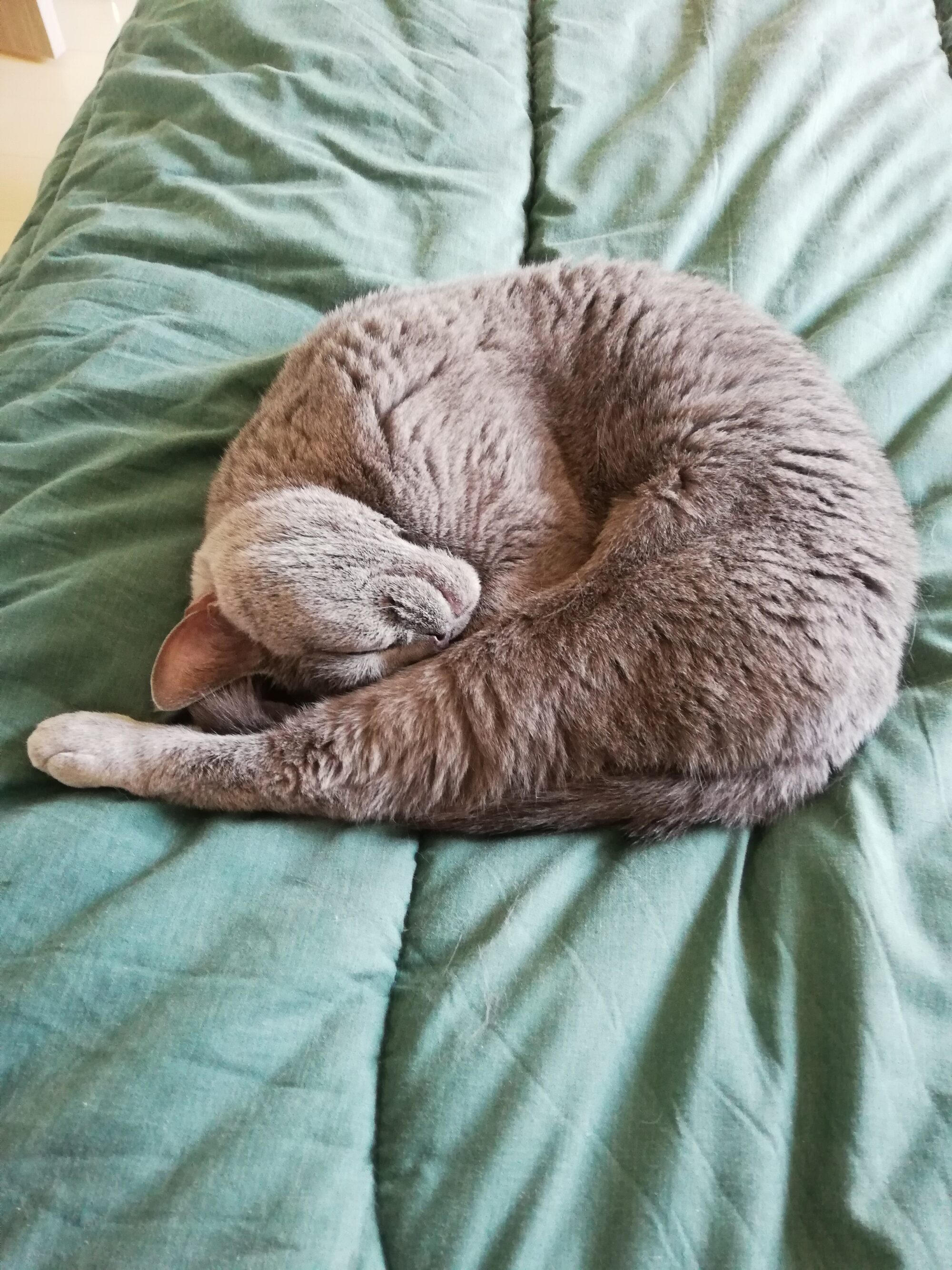 本日のMadam Dorothy “A casual photo of Madam Dorothy on May 1, 2025. Are You OK?”