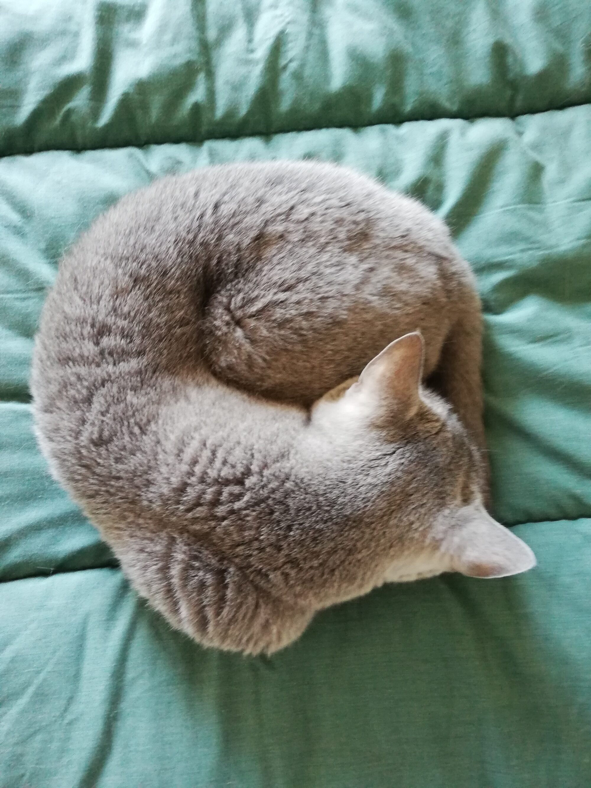 本日のMadam Dorothy “A casual photo of Madam Dorothy on May 3, 2025. A Bird’s-Eye View”