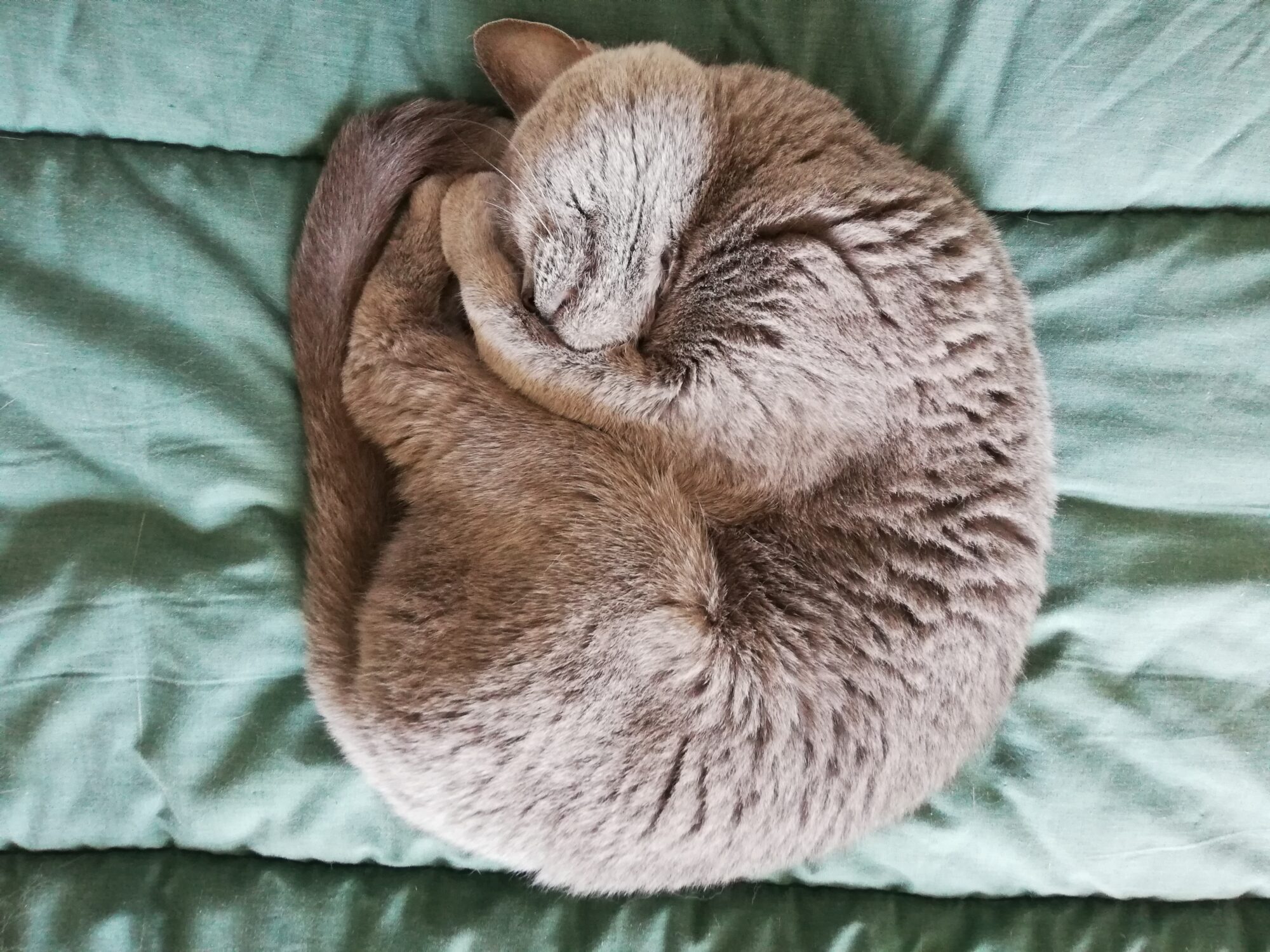 本日のMadam Dorothy “A casual photo of Madam Dorothy on May 5, 2025. A Bird’s-Eye View #3”