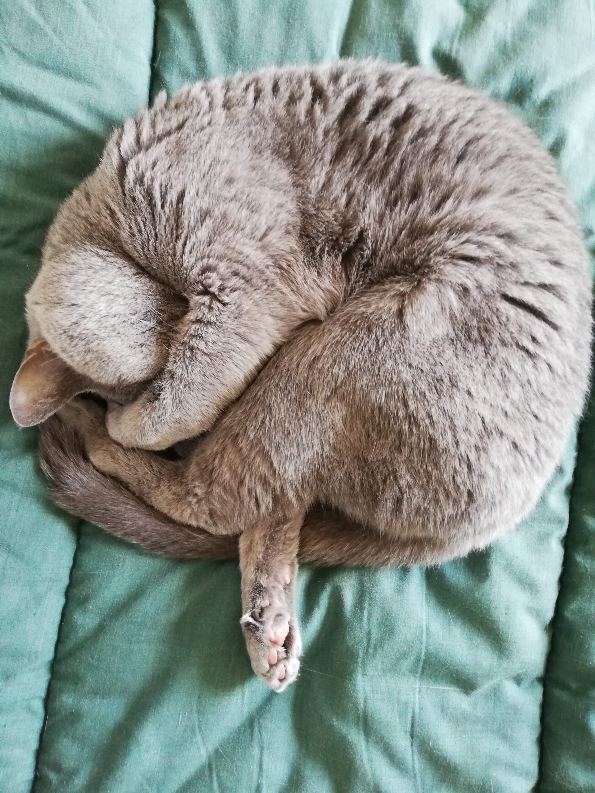 本日のMadam Dorothy “A casual photo of Madam Dorothy on May 7, 2025. Is this an ‘Uchiwa’?”