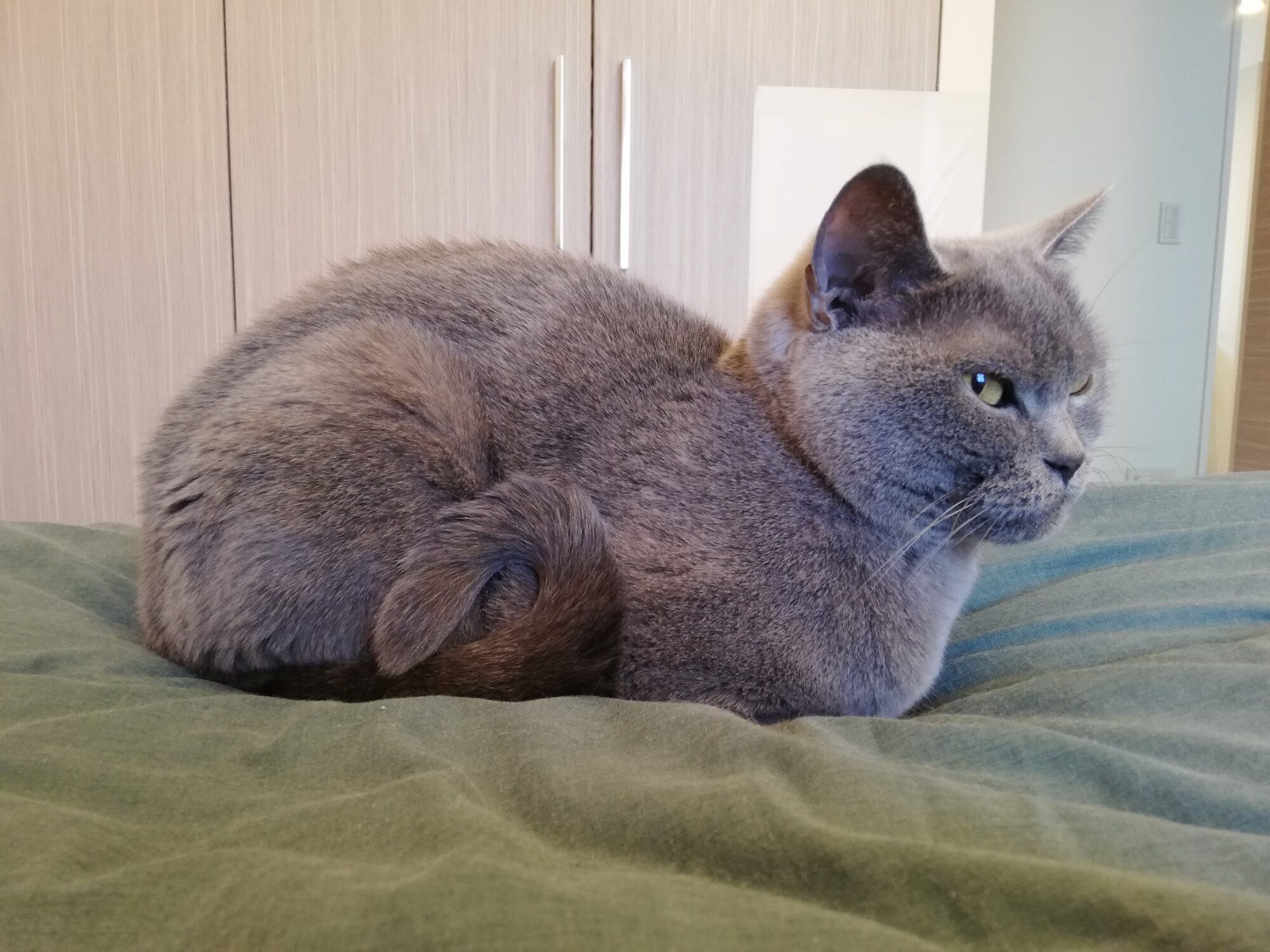 本日のMadam Dorothy “A casual photo of Madam Dorothy on May 9, 2025. Look at Madam Dorothy’s tail”