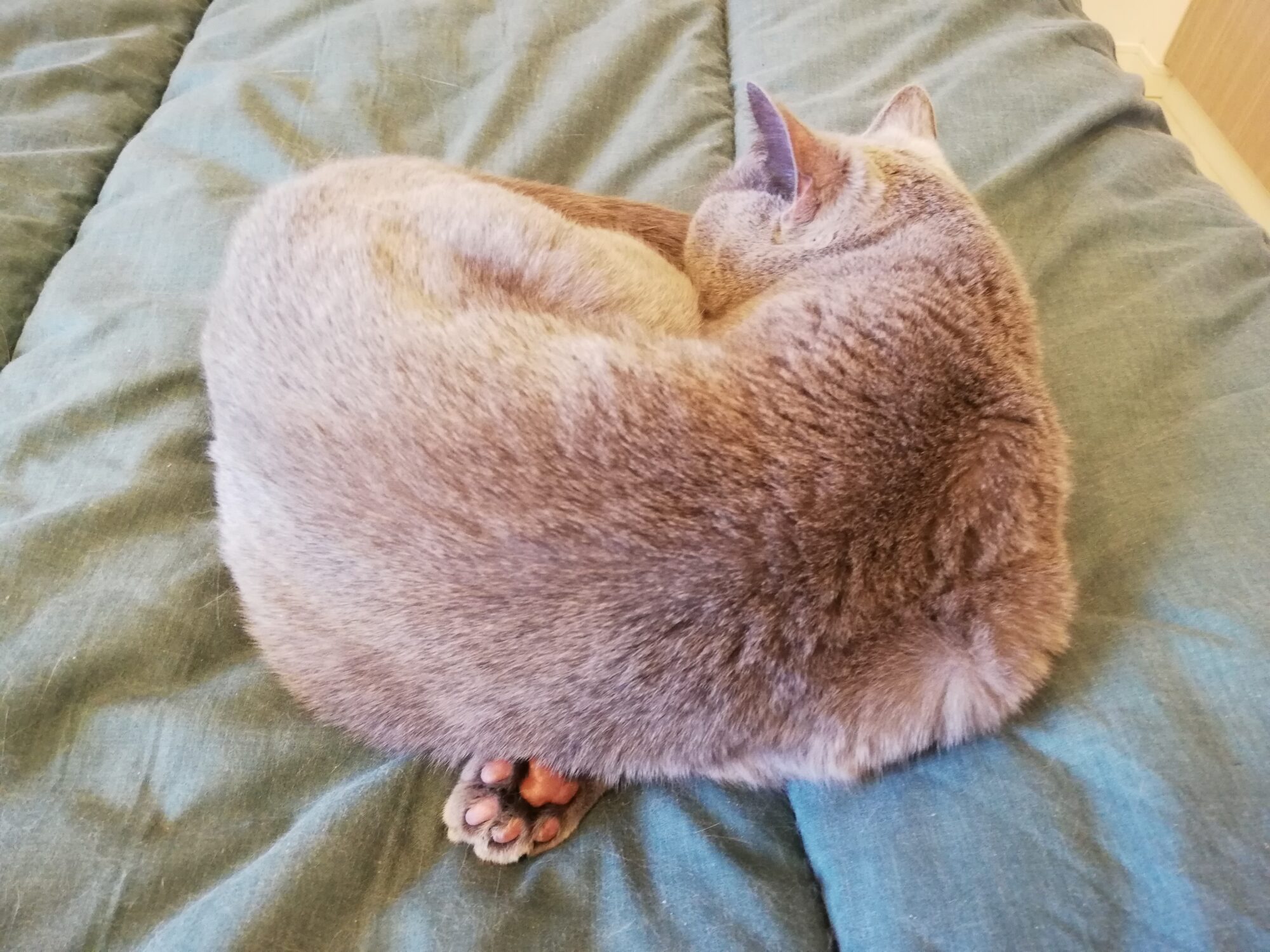 本日のMadam Dorothy “A casual photo of Madam Dorothy on May 13, 2025. Look at That Adorable Paw Pad!”