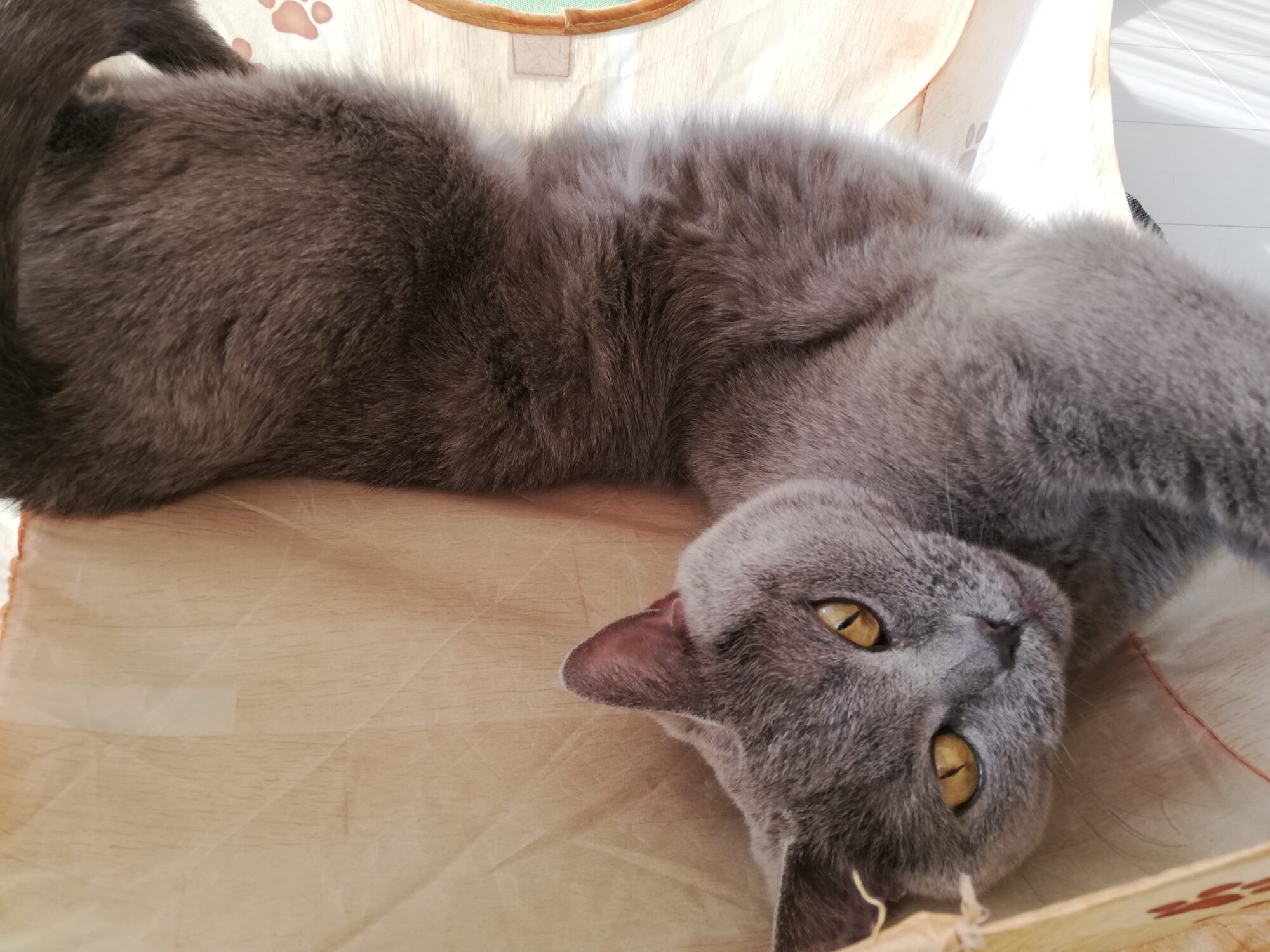 本日のMadam Dorothy “A casual photo of Madam Dorothy on May 15, 2025. Finally, the Season Has Begun!”