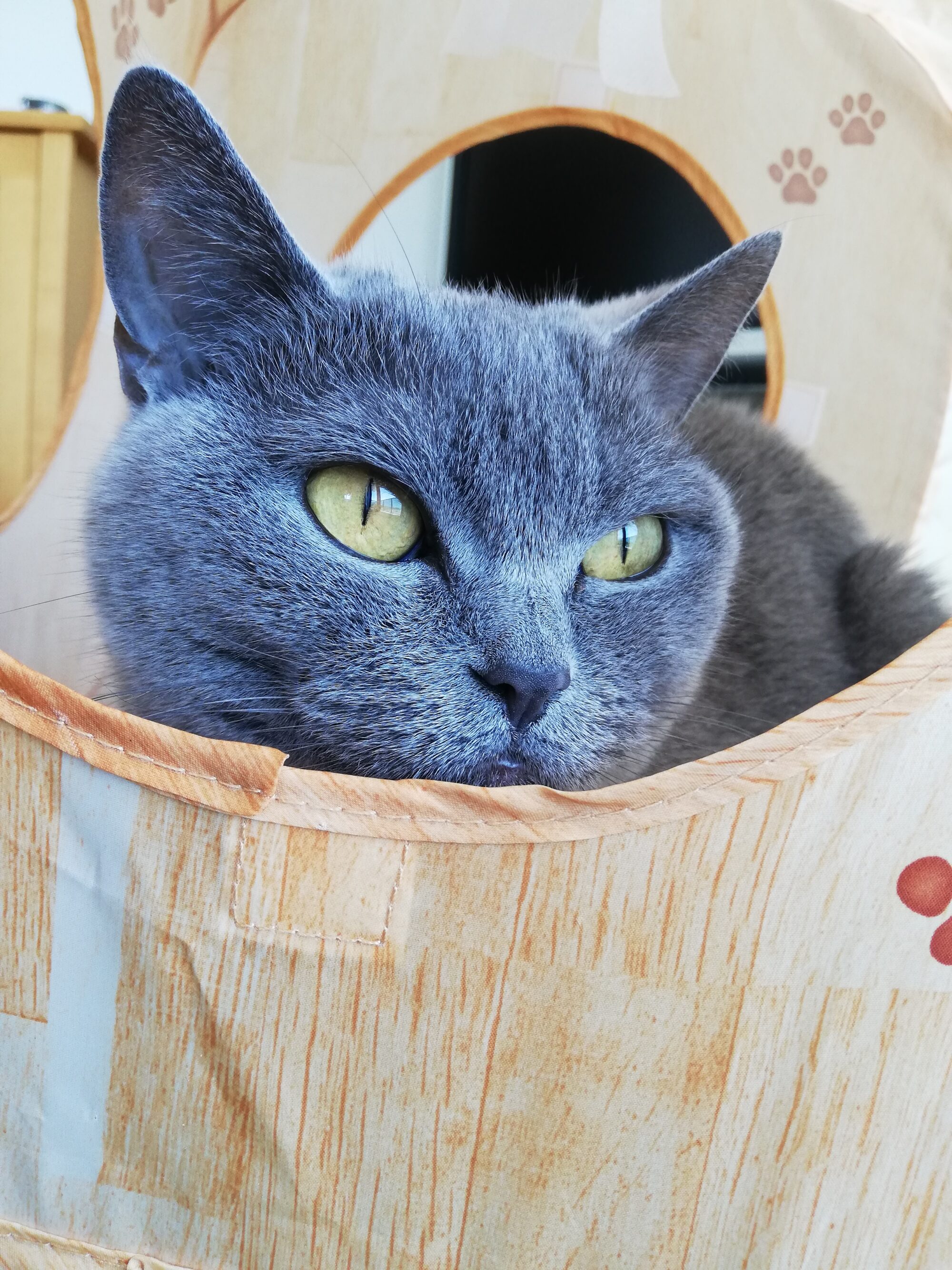 本日のMadam Dorothy “A casual photo of Madam Dorothy on May 17, 2025. It’s a Fine Day.”