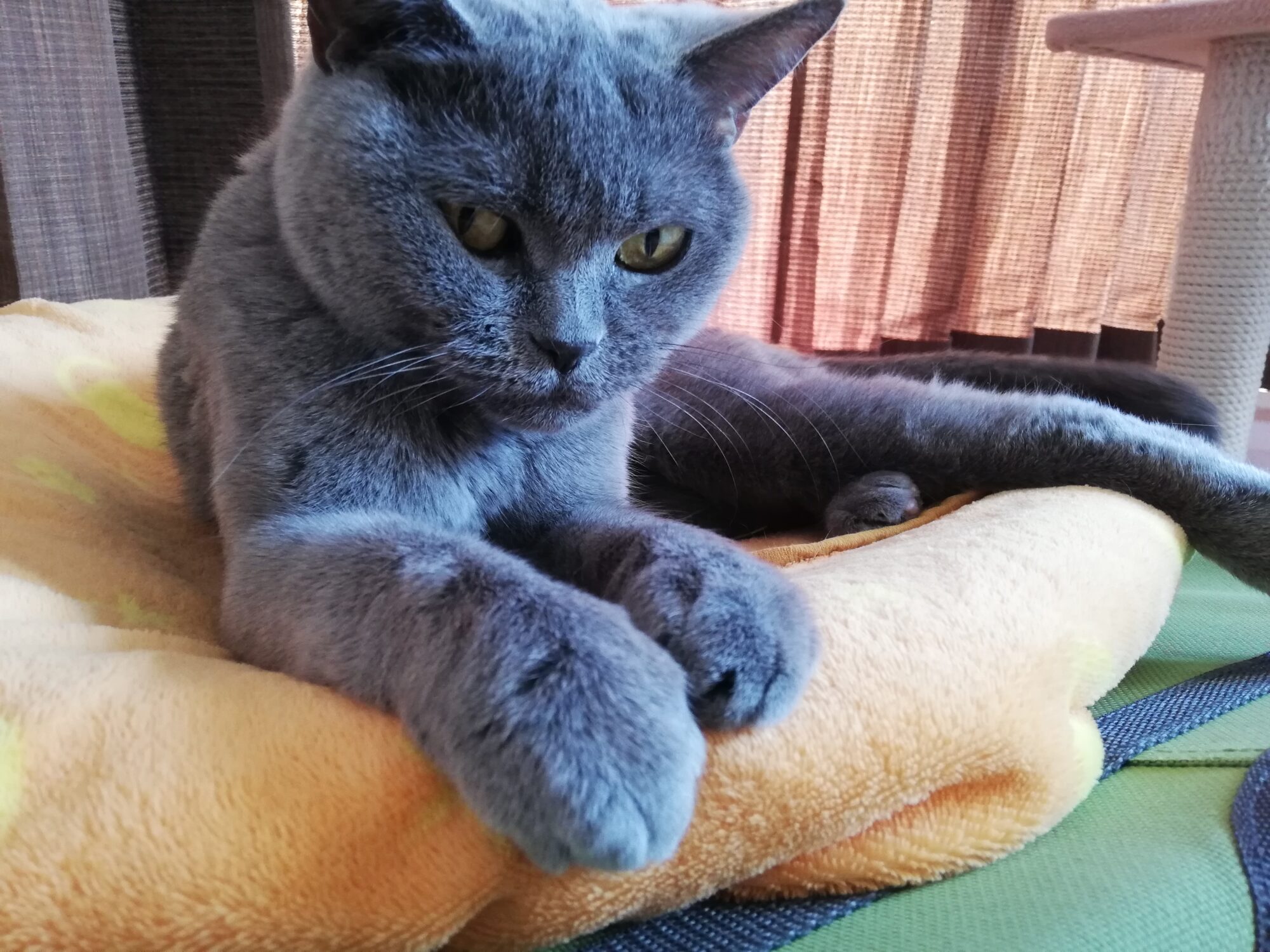 本日のMadam Dorothy “A casual photo of Madam Dorothy on May 21, 2025. On the Window-side Cat Cushion”