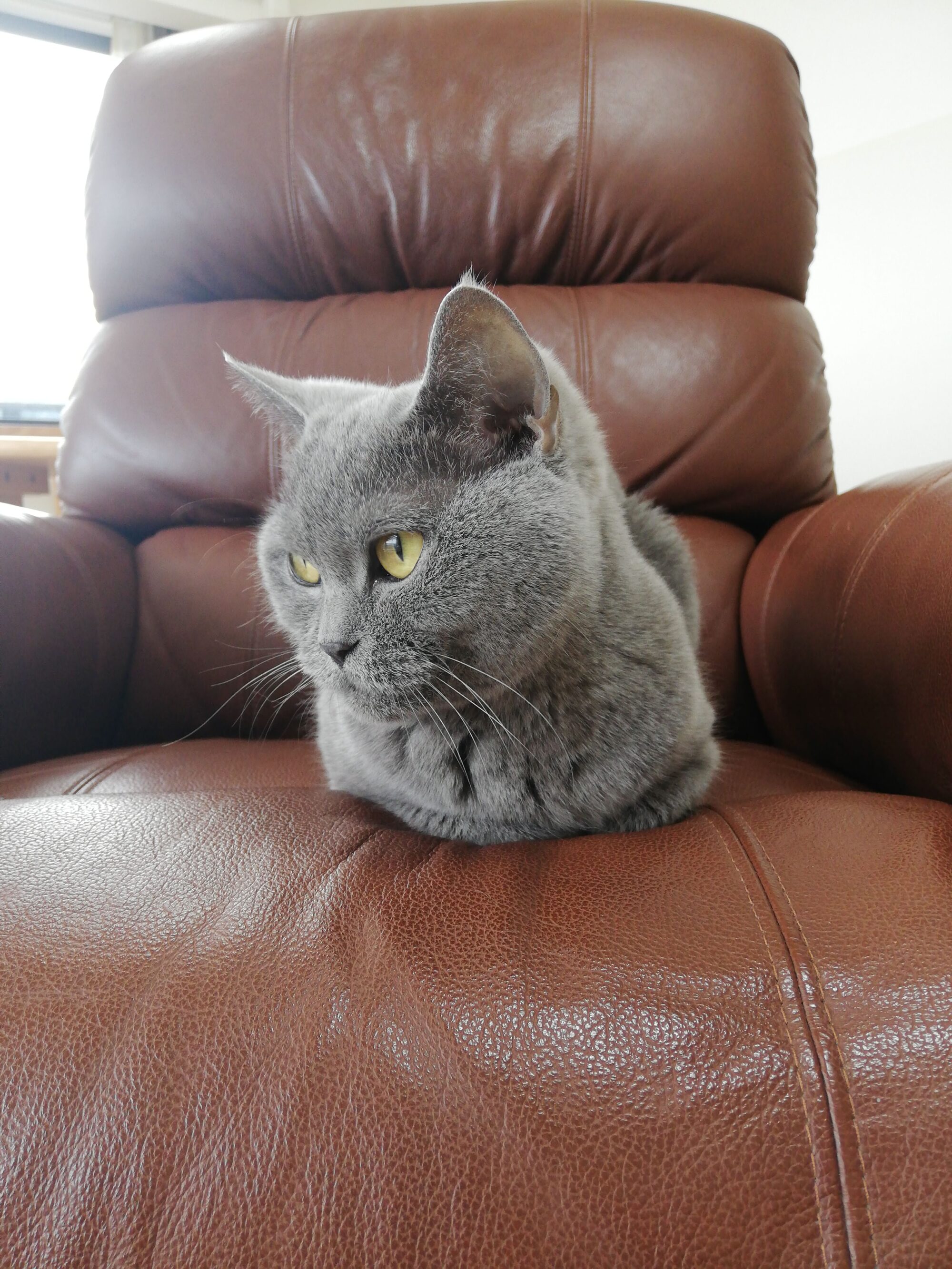 本日のMadam Dorothy “A casual photo of Madam Dorothy on Jun. 2, 2025. Excuse Me, This Is My Chair!”