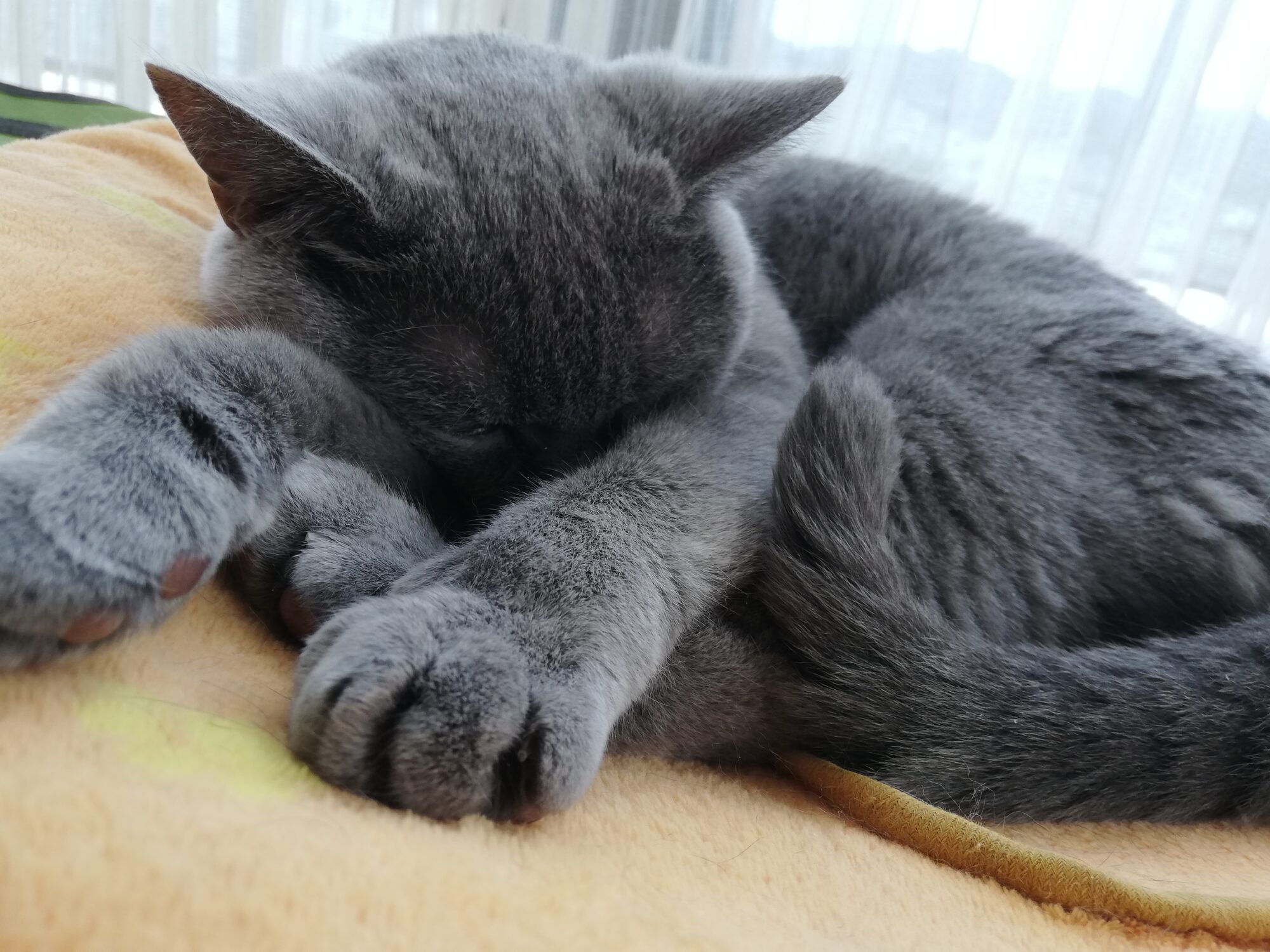 本日のMadam Dorothy “A casual photo of Madam Dorothy on Jun. 4, 2025. Oh, Please Tilt Your Face UP a Bit!”