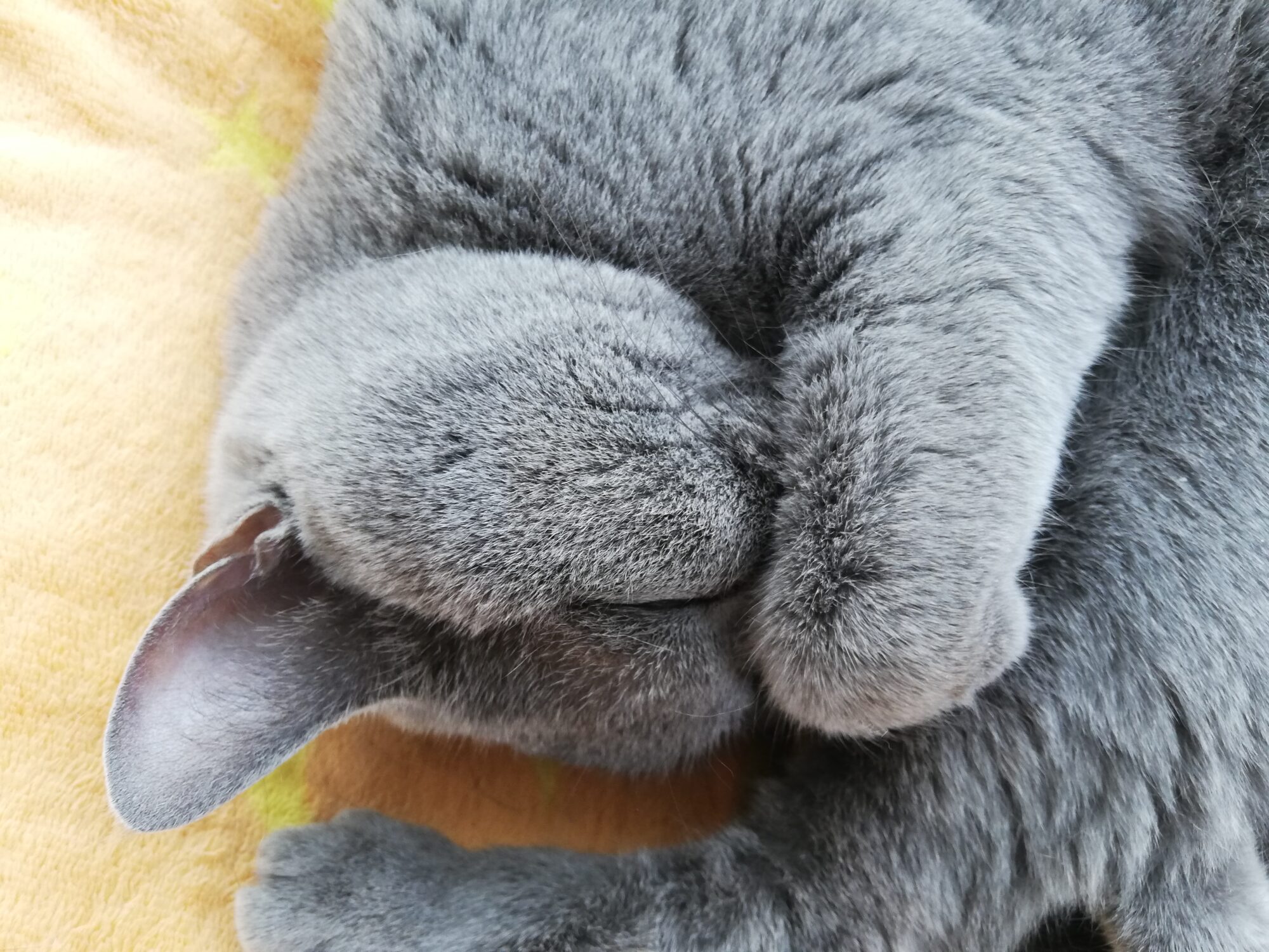 本日のMadam Dorothy “A casual photo of Madam Dorothy on Jun. 6, 2025. A Sleeping Fluffy”