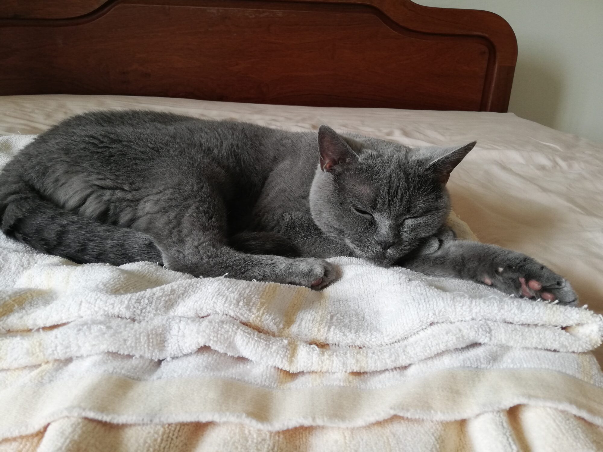 本日のMadam Dorothy “A casual photo of Madam Dorothy on Jun. 8, 2025. Keep Sleeping”