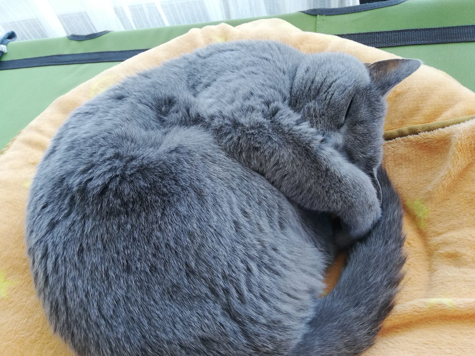 本日のMadam Dorothy “A casual photo of Madam Dorothy on Jun. 10, 2025. A Curling-Up Nap”