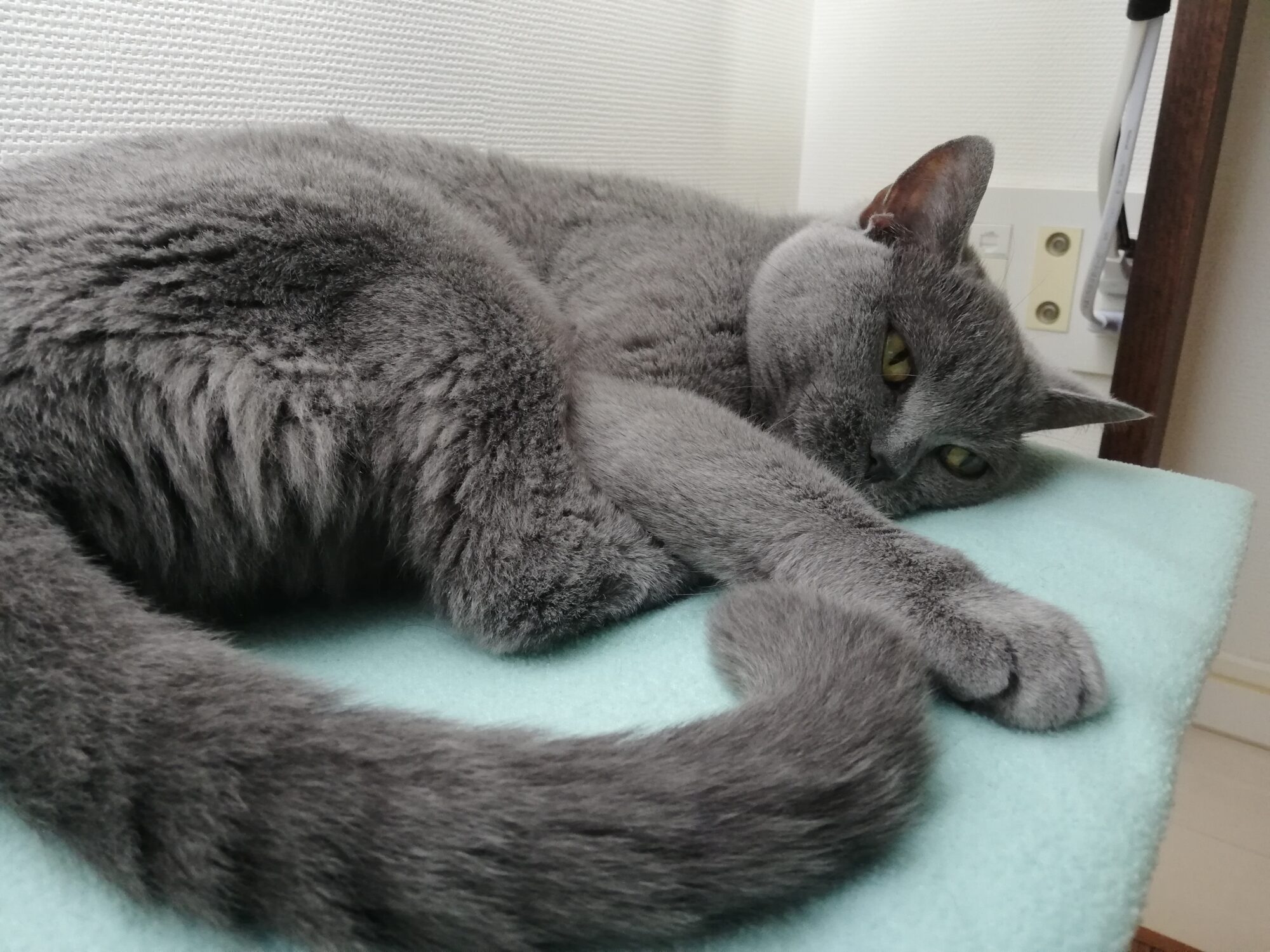 本日のMadam Dorothy “A casual photo of Madam Dorothy on Jun. 12, 2025. Under The CEO’s Working Desk”