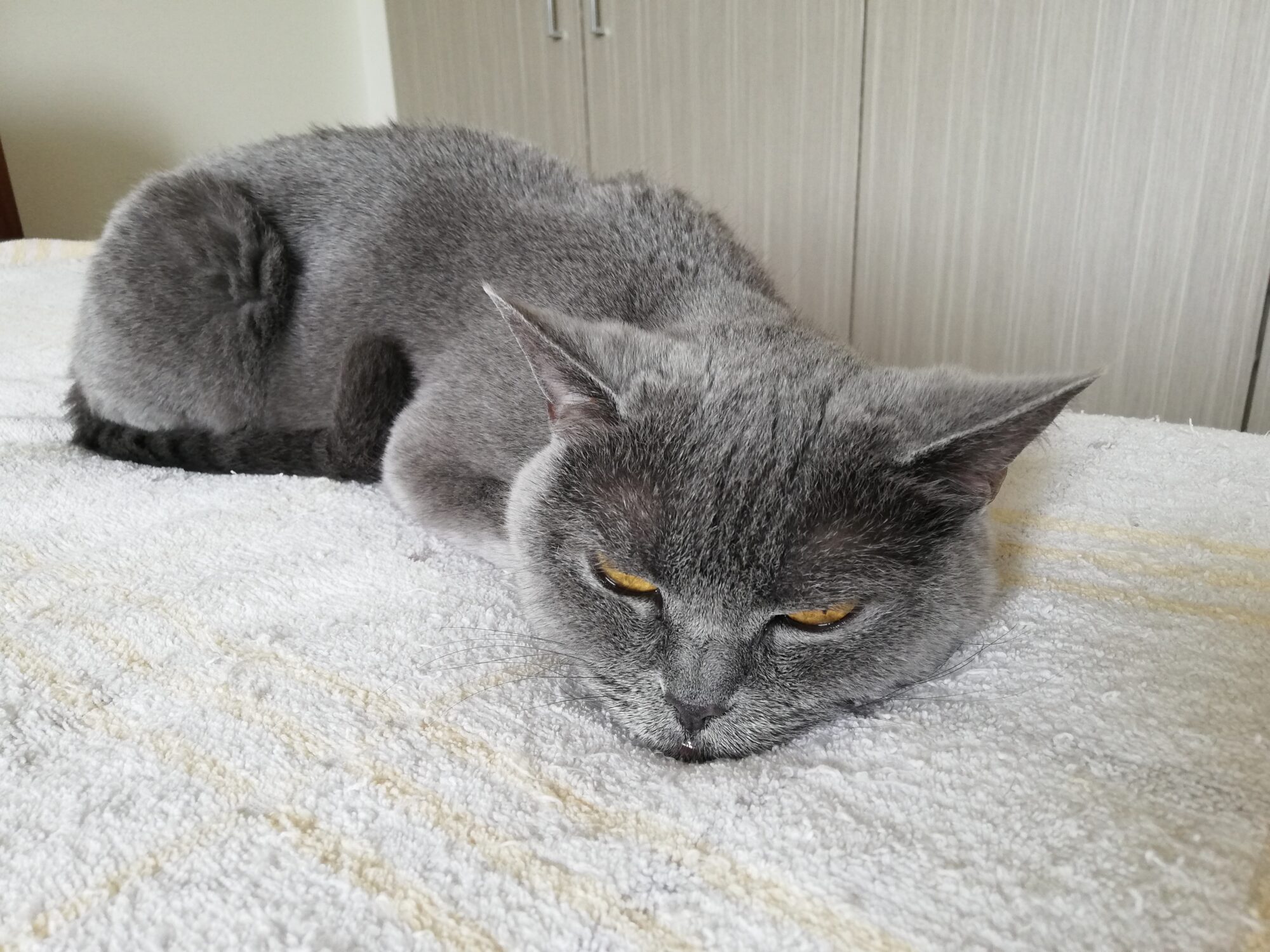 本日のMadam Dorothy “A casual photo of Madam Dorothy on Jun. 16, 2025. The Truth Was”