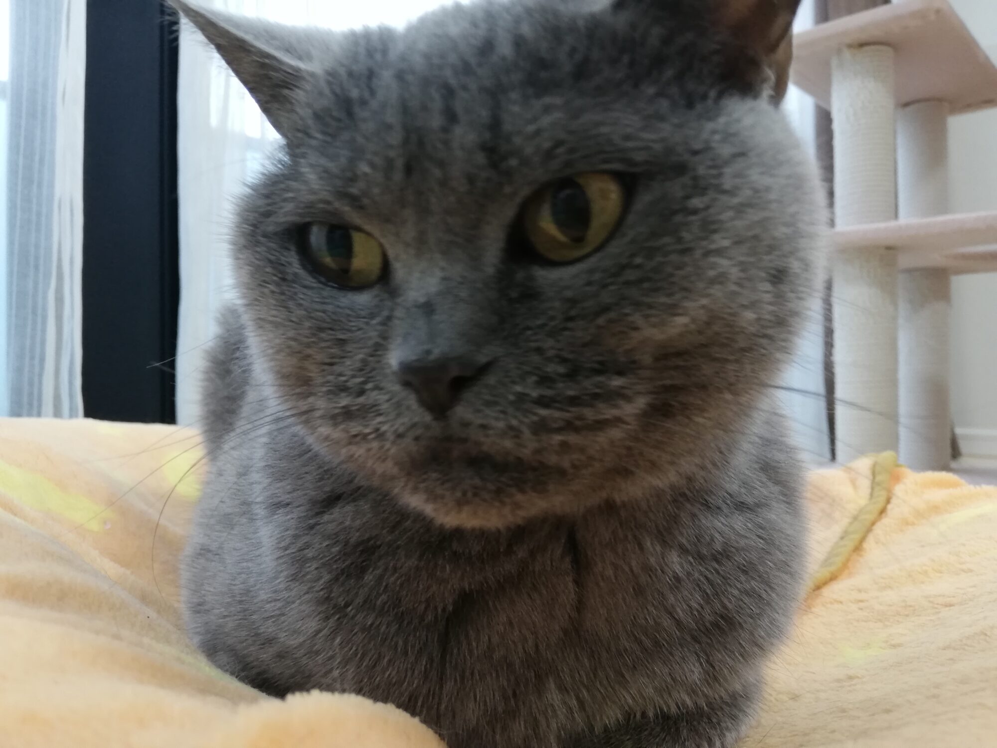 本日のMadam Dorothy “A casual photo of Madam Dorothy on Jun. 18, 2025. A Bit of a Shame”