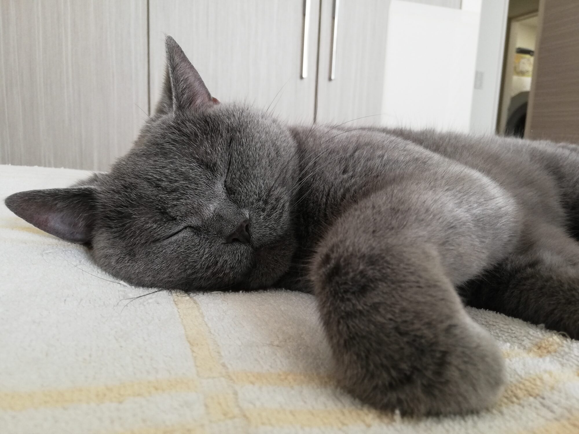 本日のMadam Dorothy “A casual photo of Madam Dorothy on Jun. 20, 2025. So, Sleeping Is Your Job, Isn’t It?”