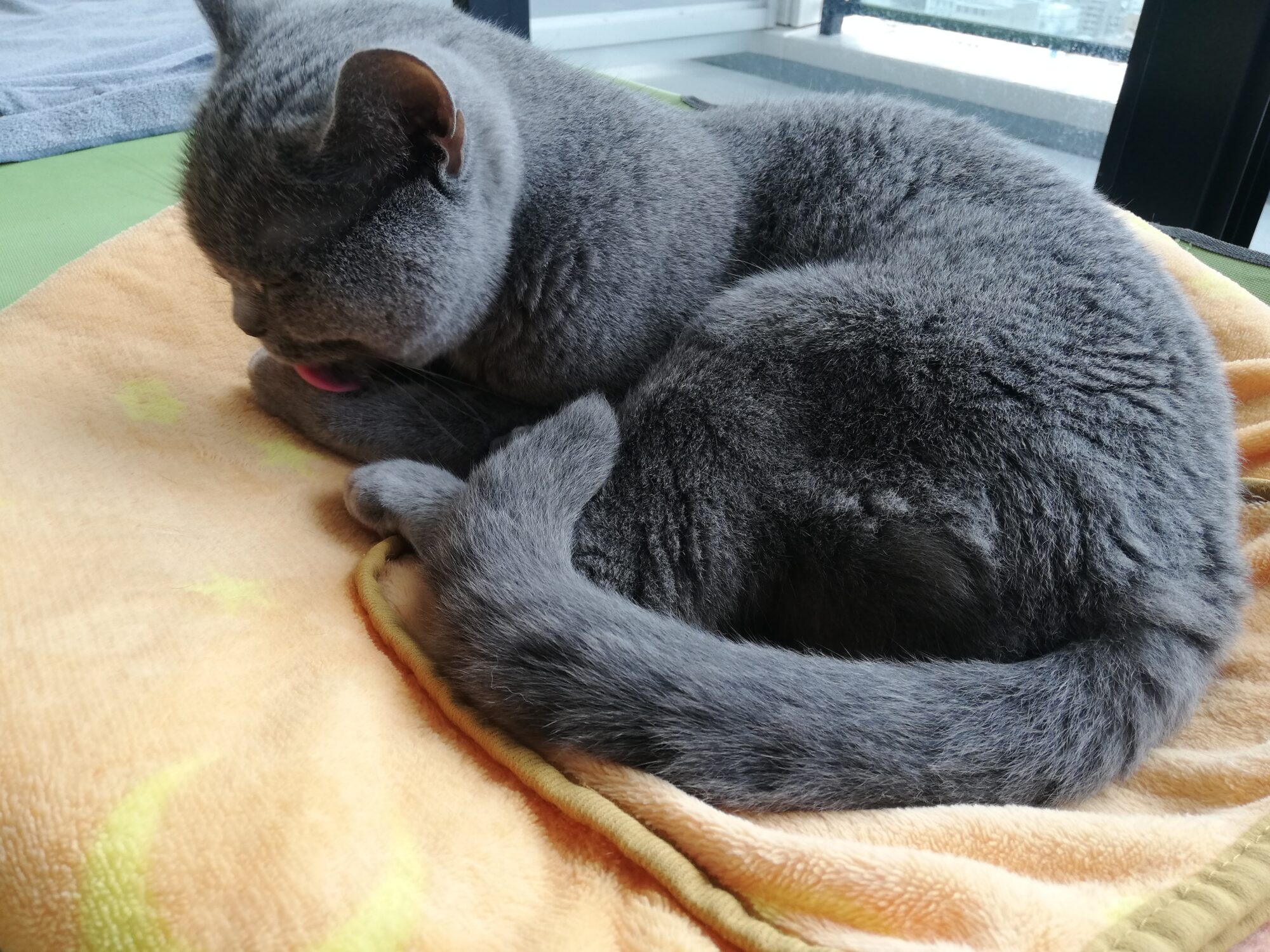 本日のMadam Dorothy “A casual photo of Madam Dorothy on Jun. 22, 2025. So, Your Front Paw is Tasty, Isn’t It?”