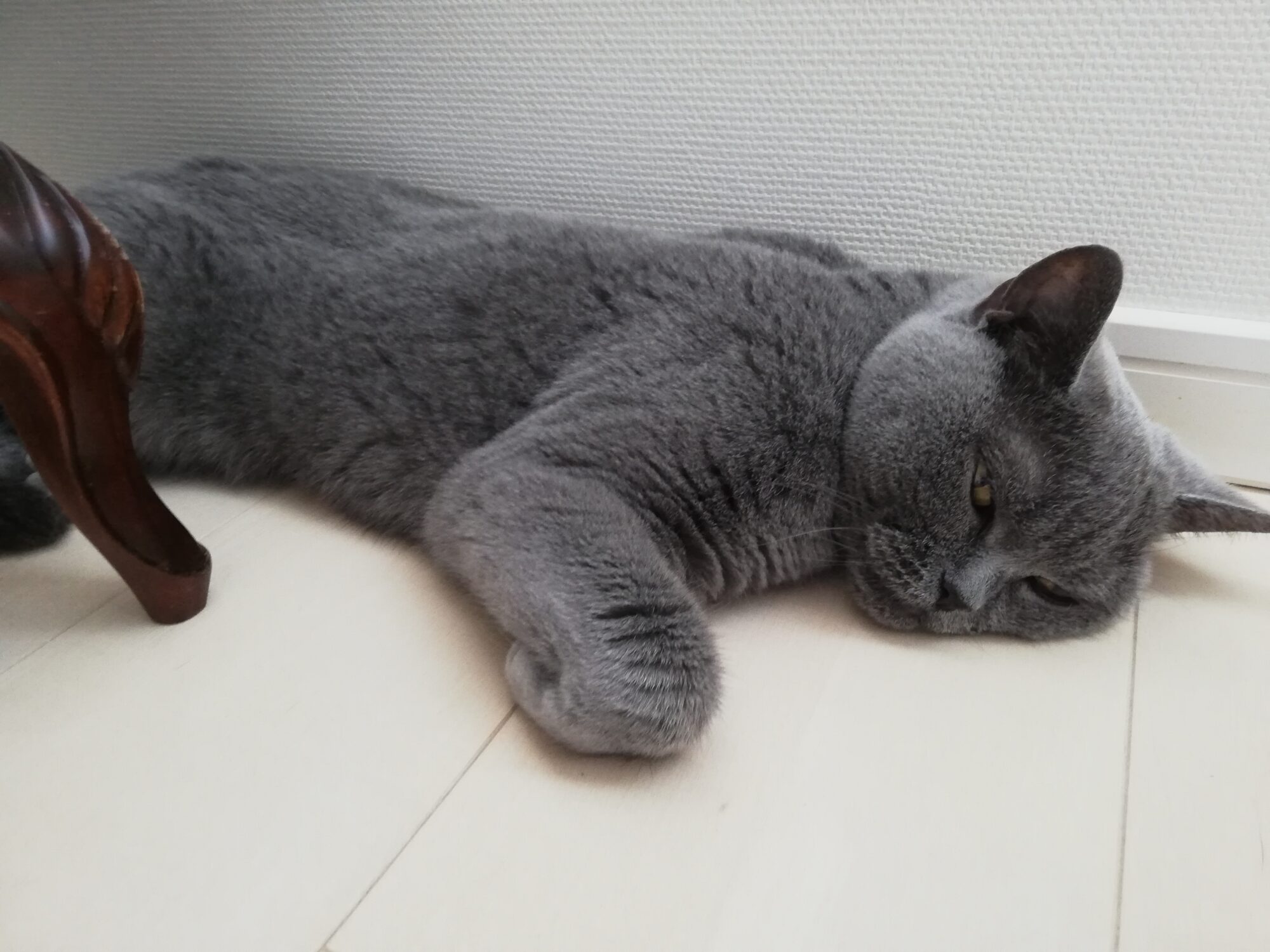 本日のMadam Dorothy “A casual photo of Madam Dorothy on Jun. 26, 2025. Are You Ok?”