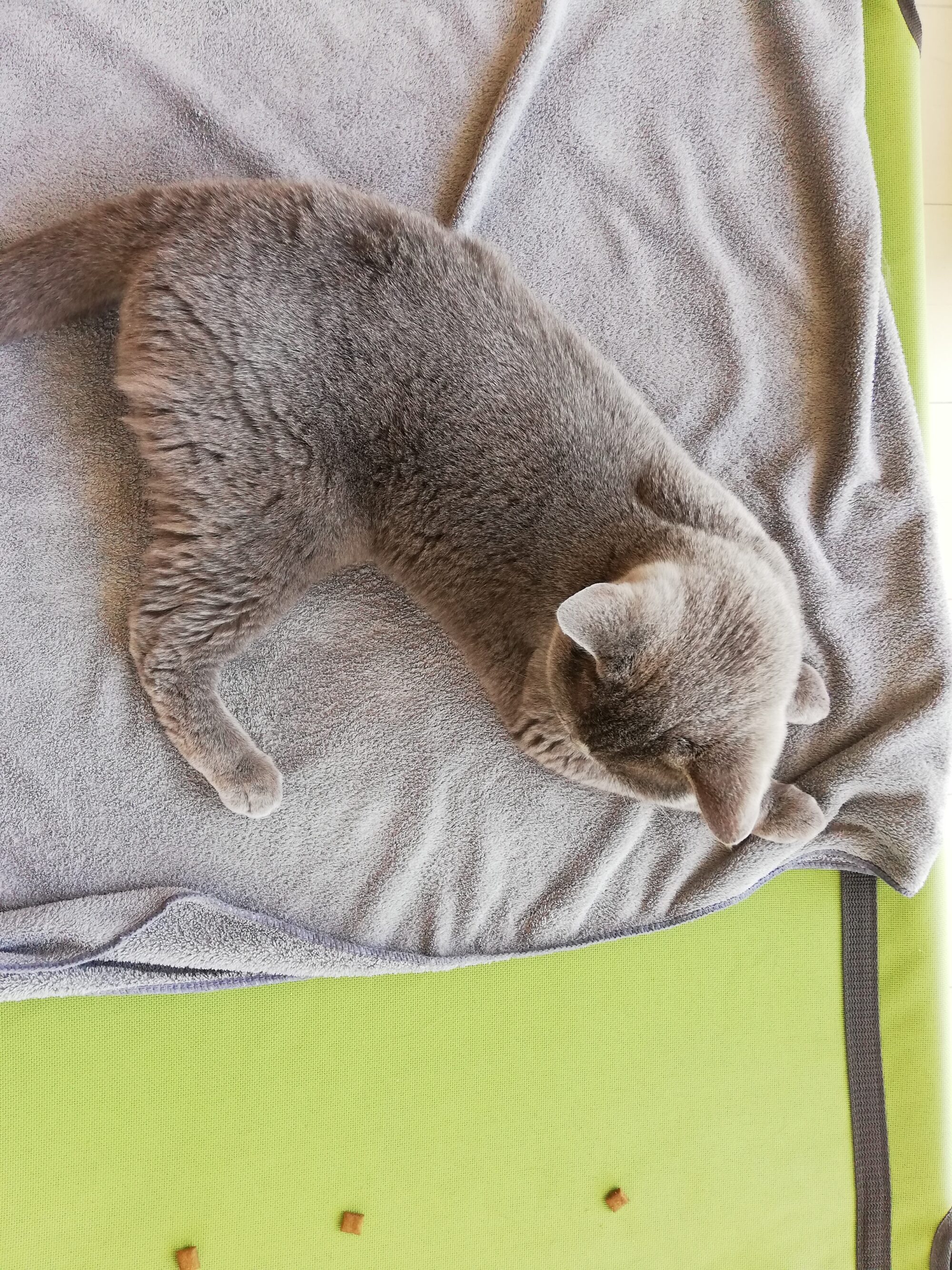 本日のMadam Dorothy “A casual photo of Madam Dorothy on Jun. 28, 2025. Is She Right-Handed?”