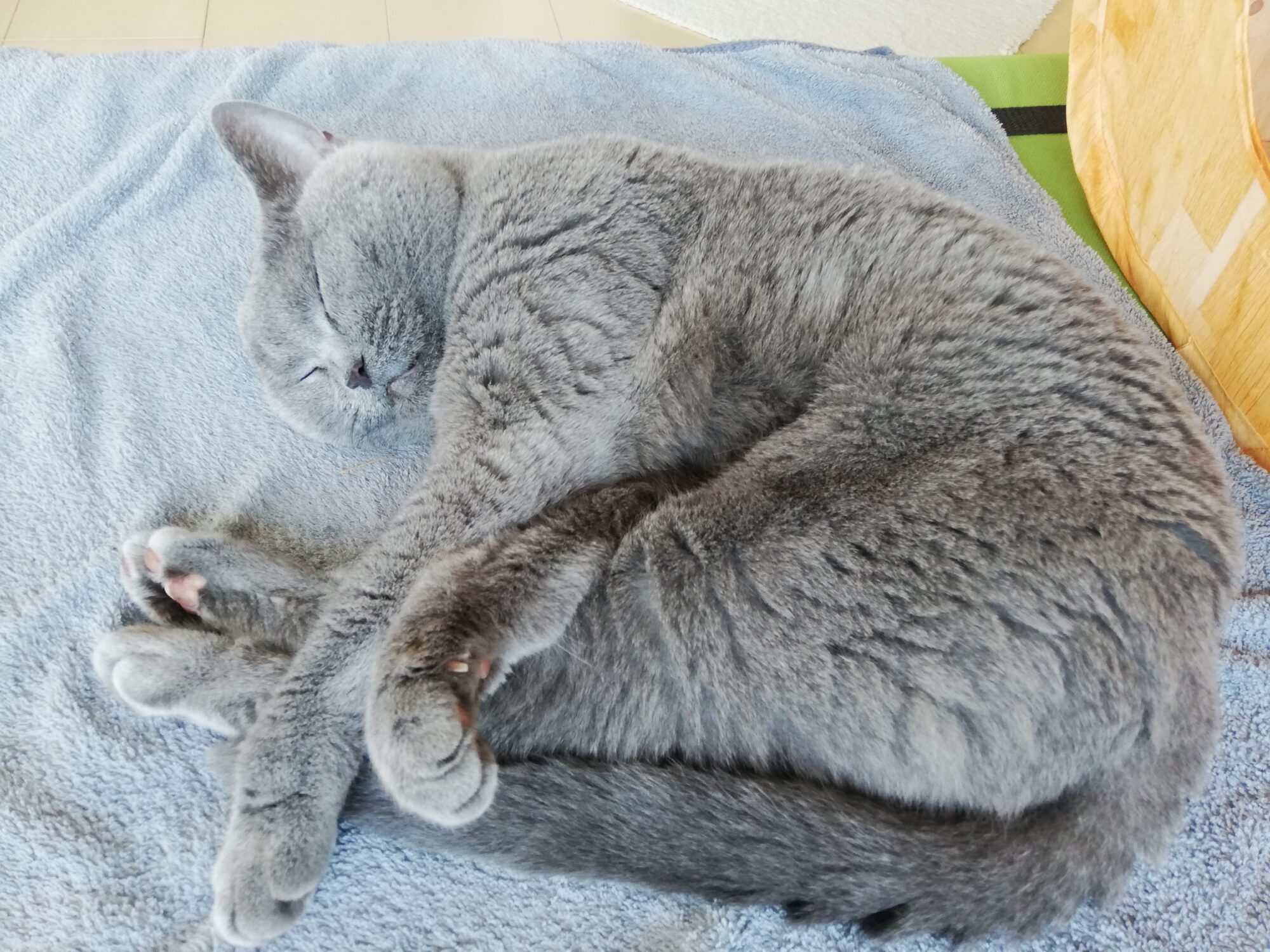 本日のMadam Dorothy “A casual photo of Madam Dorothy on Jul. 02, 2025. A Peaceful Moment”
