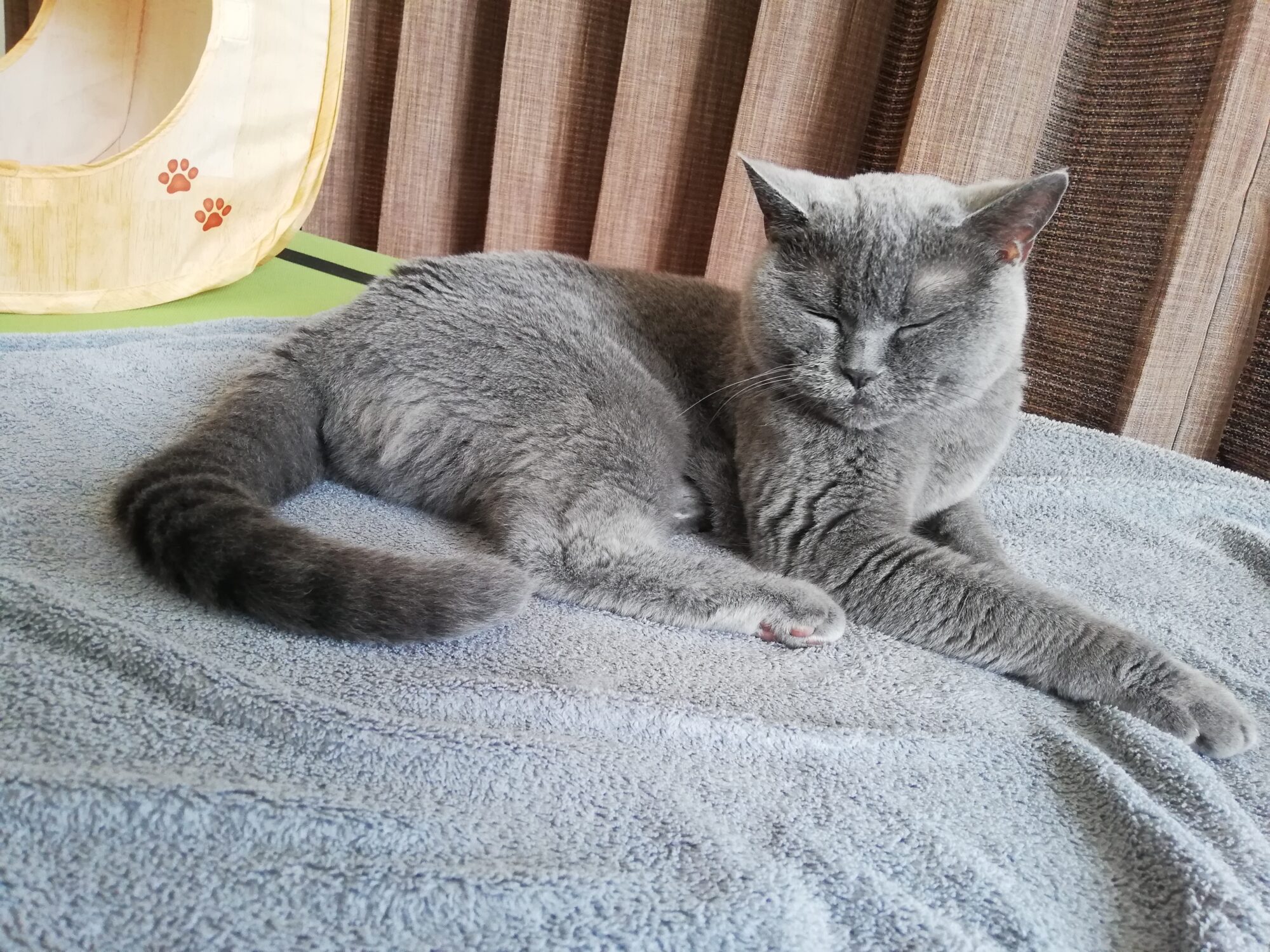 本日のMadam Dorothy “A casual photo of Madam Dorothy on Jul. 06, 2025. Sorry, I May Be Interrupting Your Nap!”