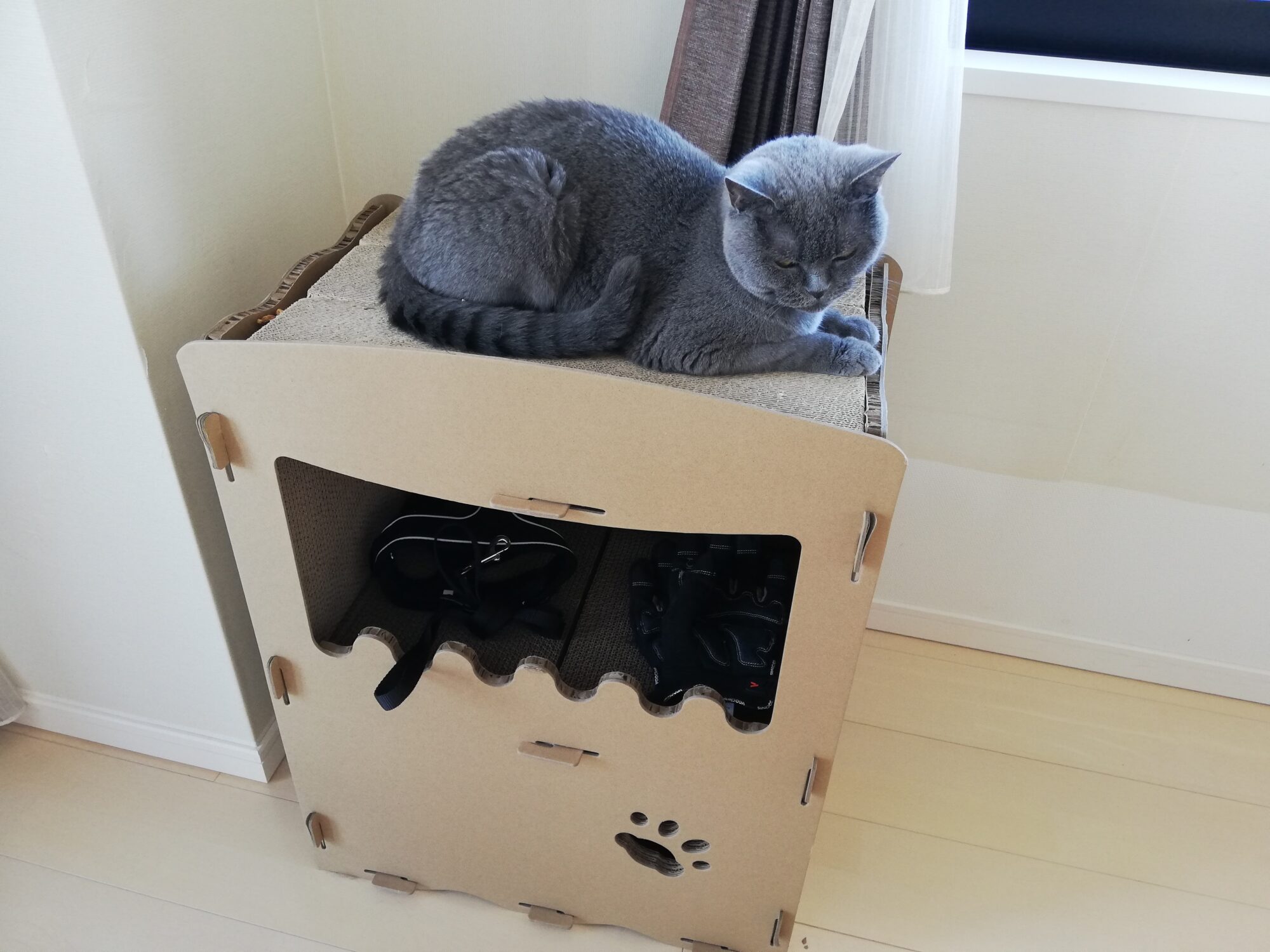 本日のMadam Dorothy “A casual photo of Madam Dorothy on Jul. 22, 2025. On The Top of the Cardboard Castle”