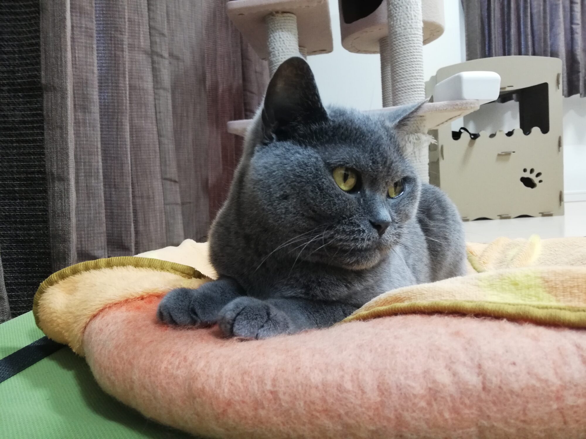 本日のMadam Dorothy “A casual photo of Madam Dorothy on Jul. 26, 2025. The CEO’s Predicament”