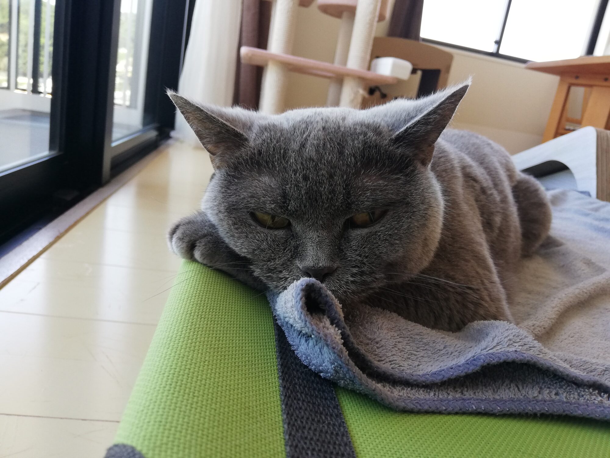 本日のMadam Dorothy “A casual photo of Madam Dorothy on Jul. 28, 2025. An Indifferent Madam”