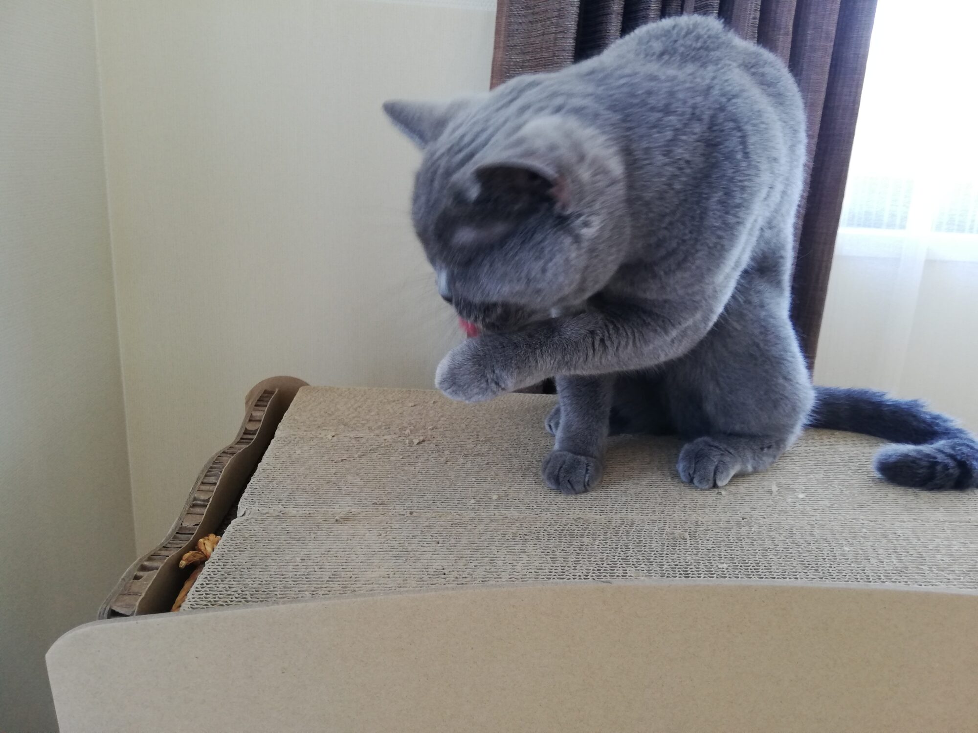 本日のMadam Dorothy “A casual photo of Madam Dorothy on Jul. 30, 2025. If She Were a  Human Company Worker”