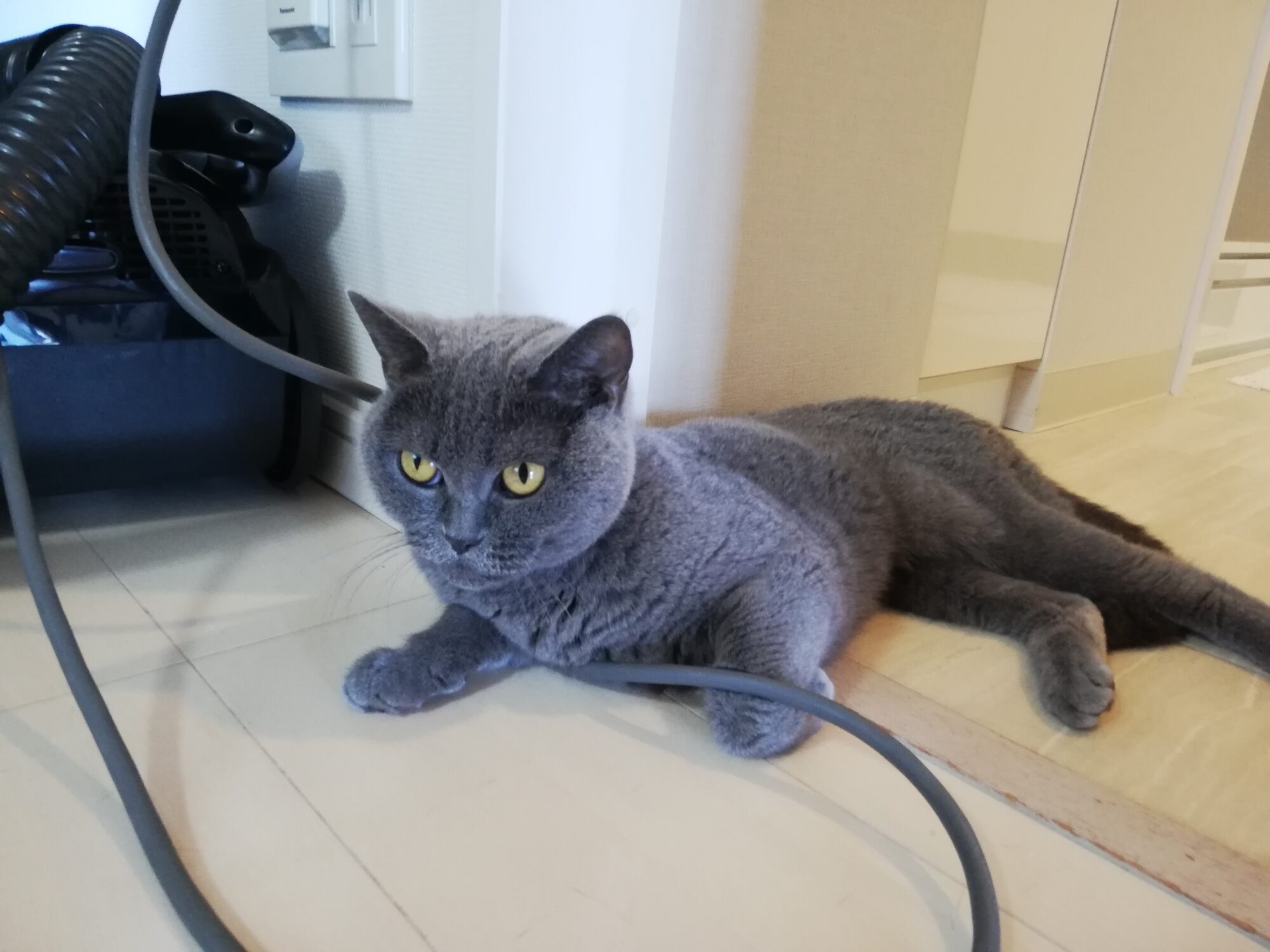 本日のMadam Dorothy “A casual photo of Madam Dorothy on Sep. 2, 2025. Cat-astrophic Cleaning”