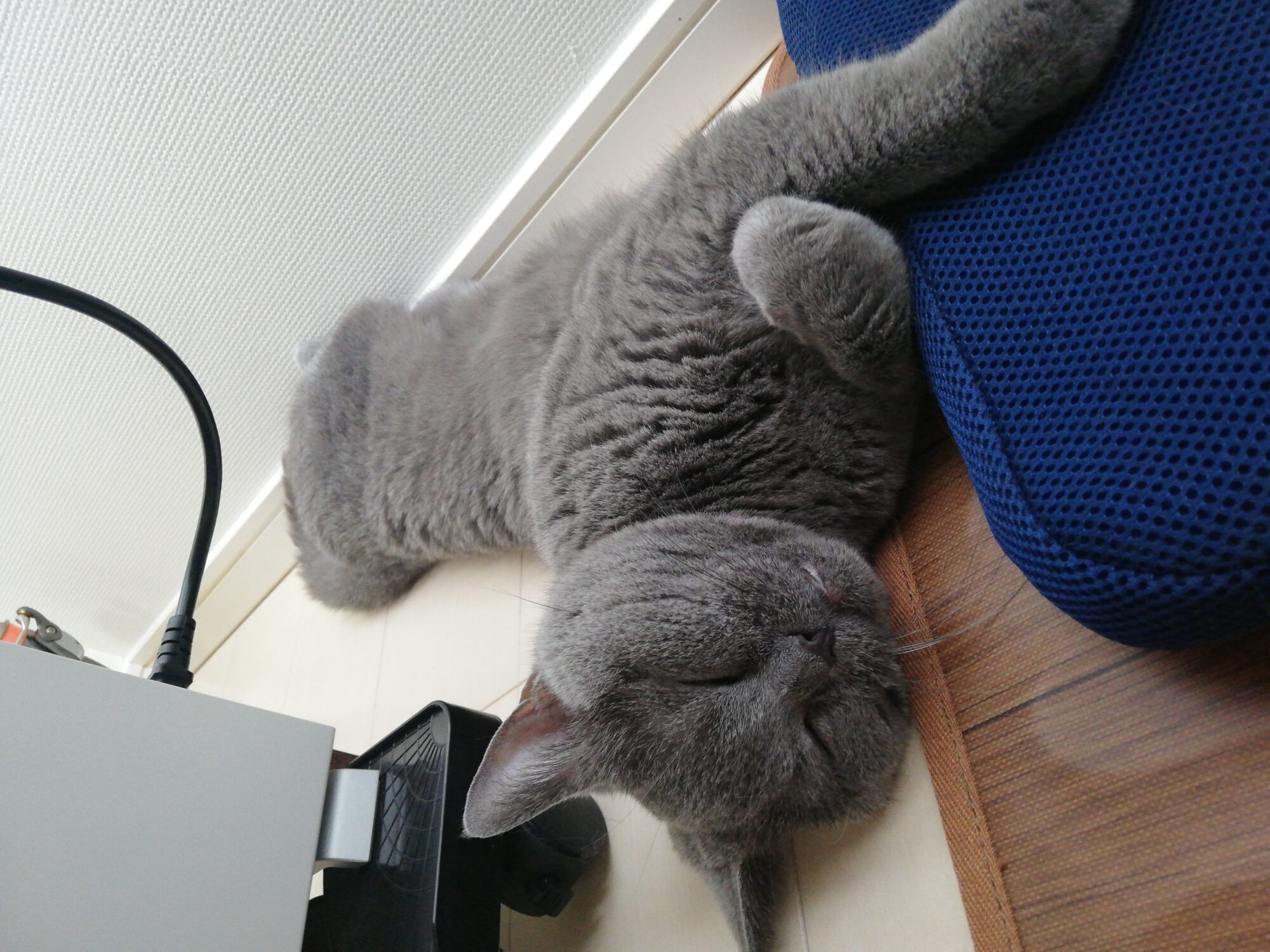 本日のMadam Dorothy “A casual photo of Madam Dorothy on Sep. 18, 2025. CEO’s Concerns”