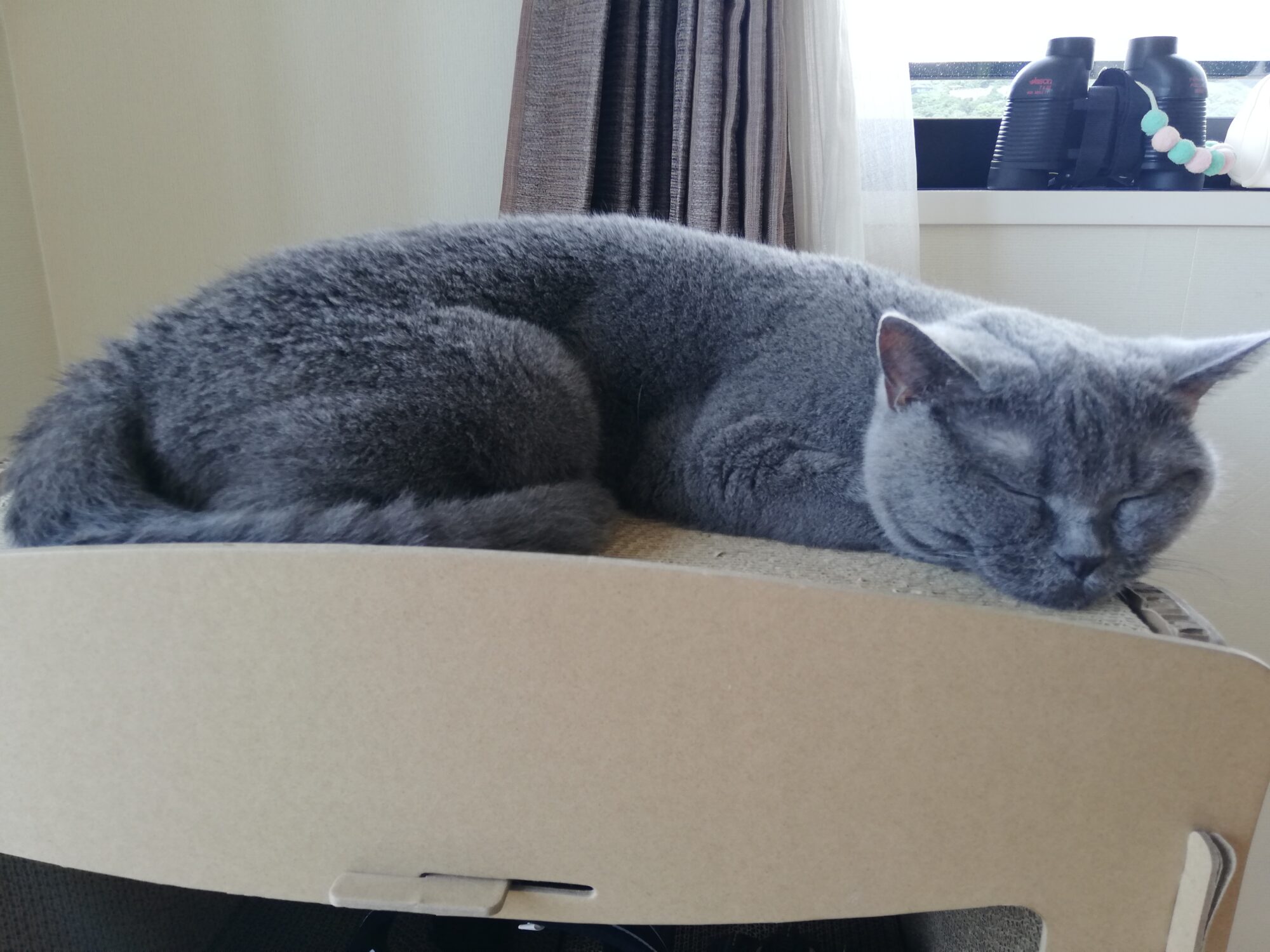 本日のMadam Dorothy “A casual photo of Madam Dorothy on Sep. 22, 2025. A Peaceful Nap”