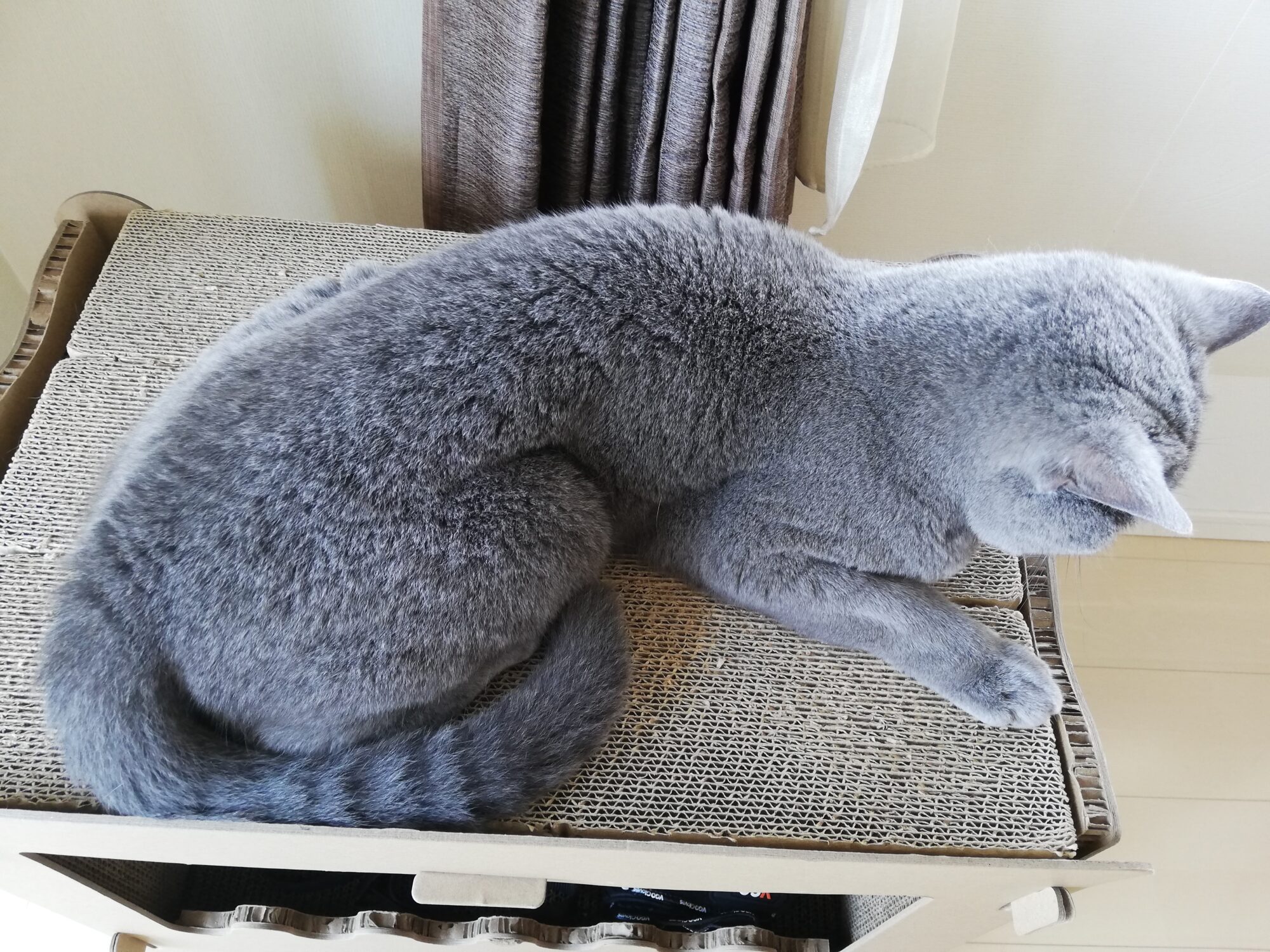 本日のMadam Dorothy “A casual photo of Madam Dorothy on Sep. 24, 2025. Is This the Perfect Fit?”