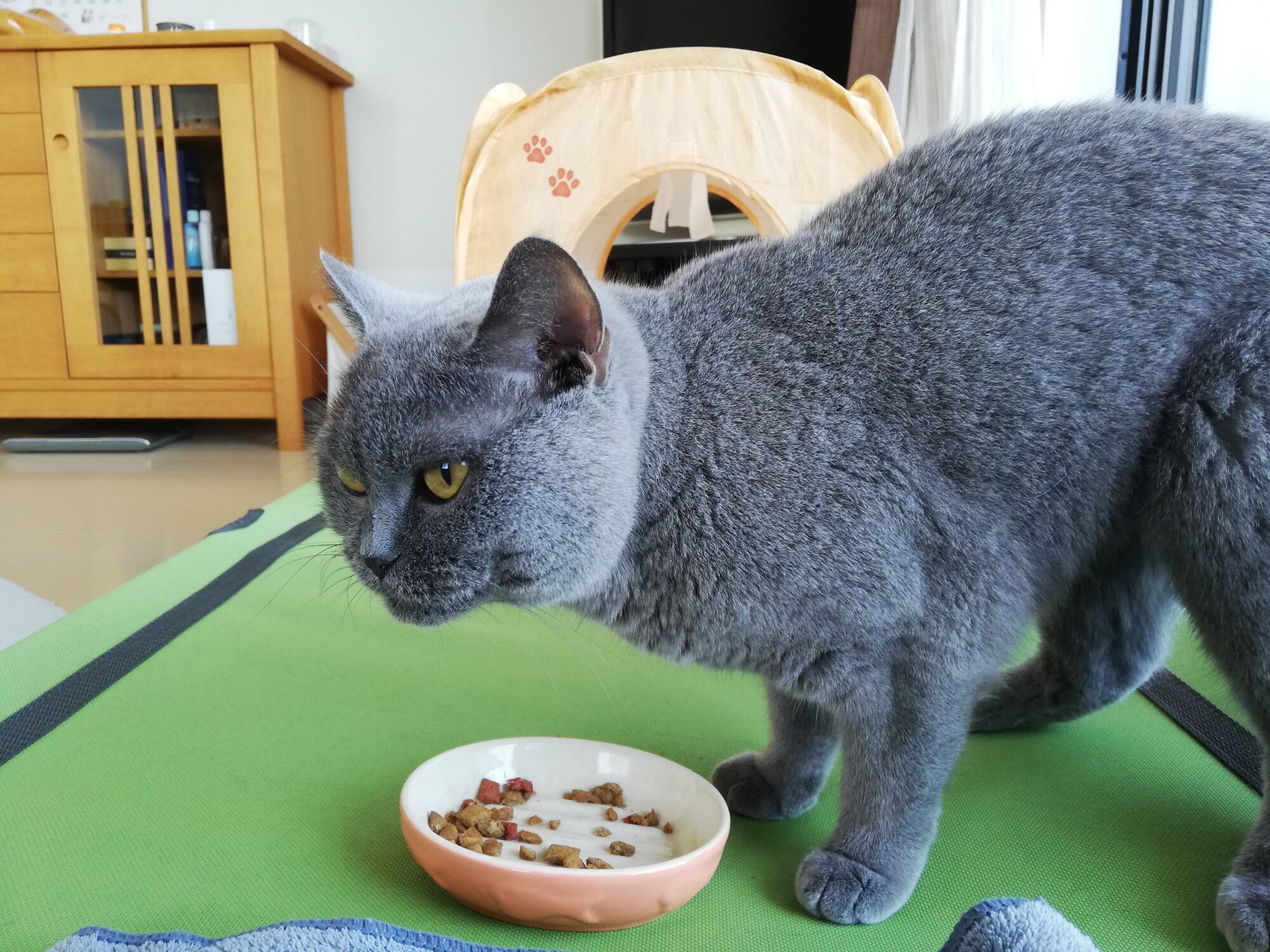 本日のMadam Dorothy “A casual photo of Madam Dorothy on Sep. 26, 2025. Just Another Place”