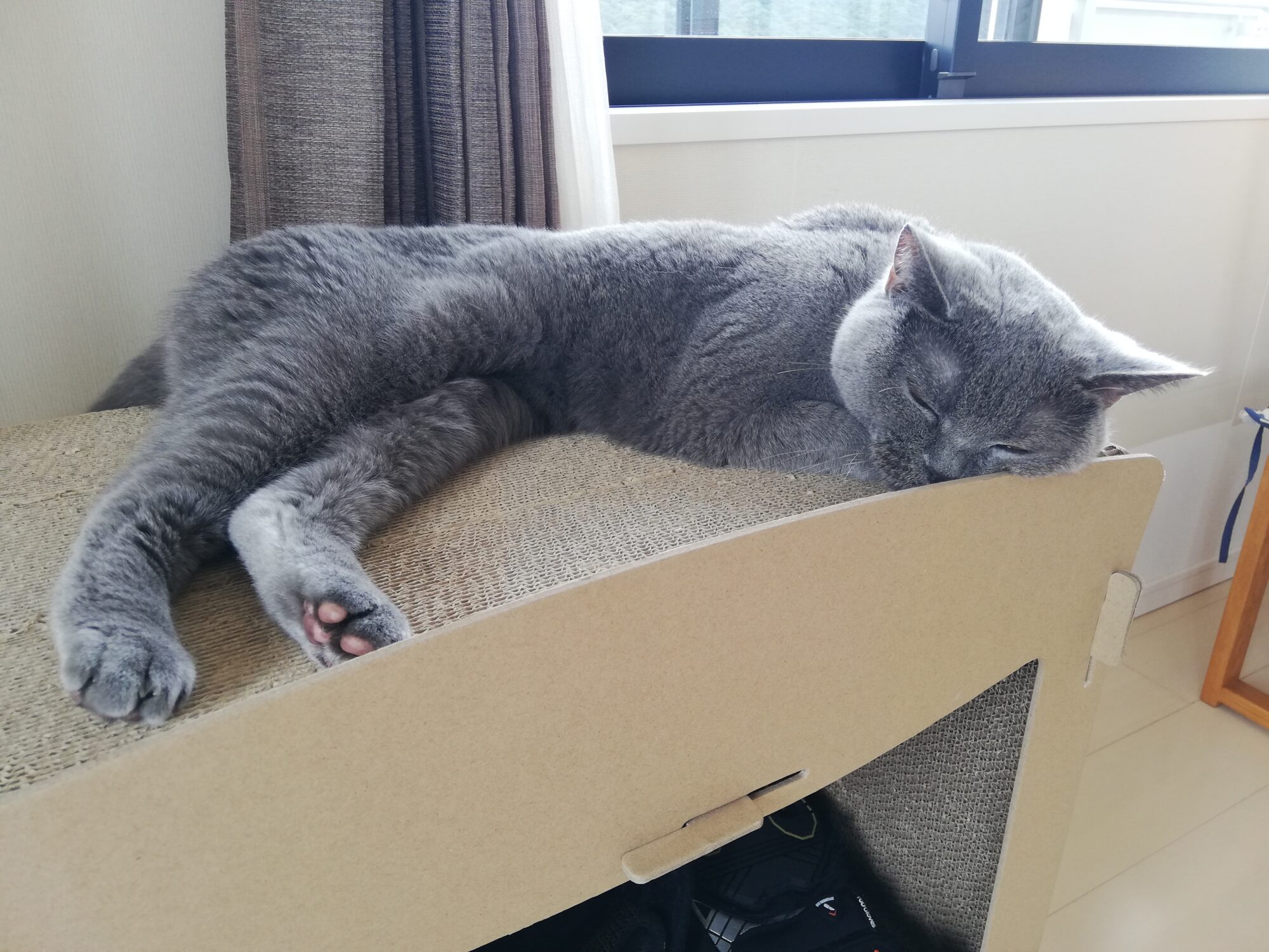 本日のMadam Dorothy “A casual photo of Madam Dorothy on Sep. 28, 2025. Nothing’s Better Than My Cardboard Condo”