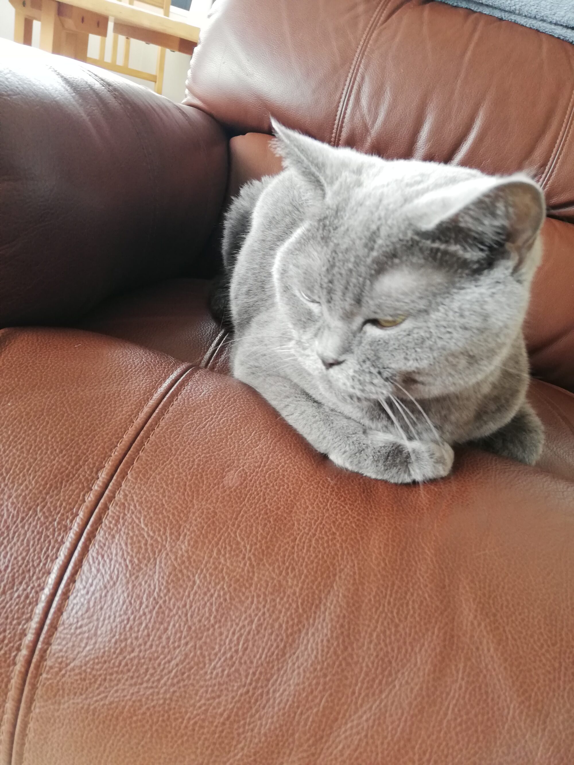 本日のMadam Dorothy “A casual photo of Madam Dorothy on Sep. 30, 2025. Sorry! This Is My Chair”