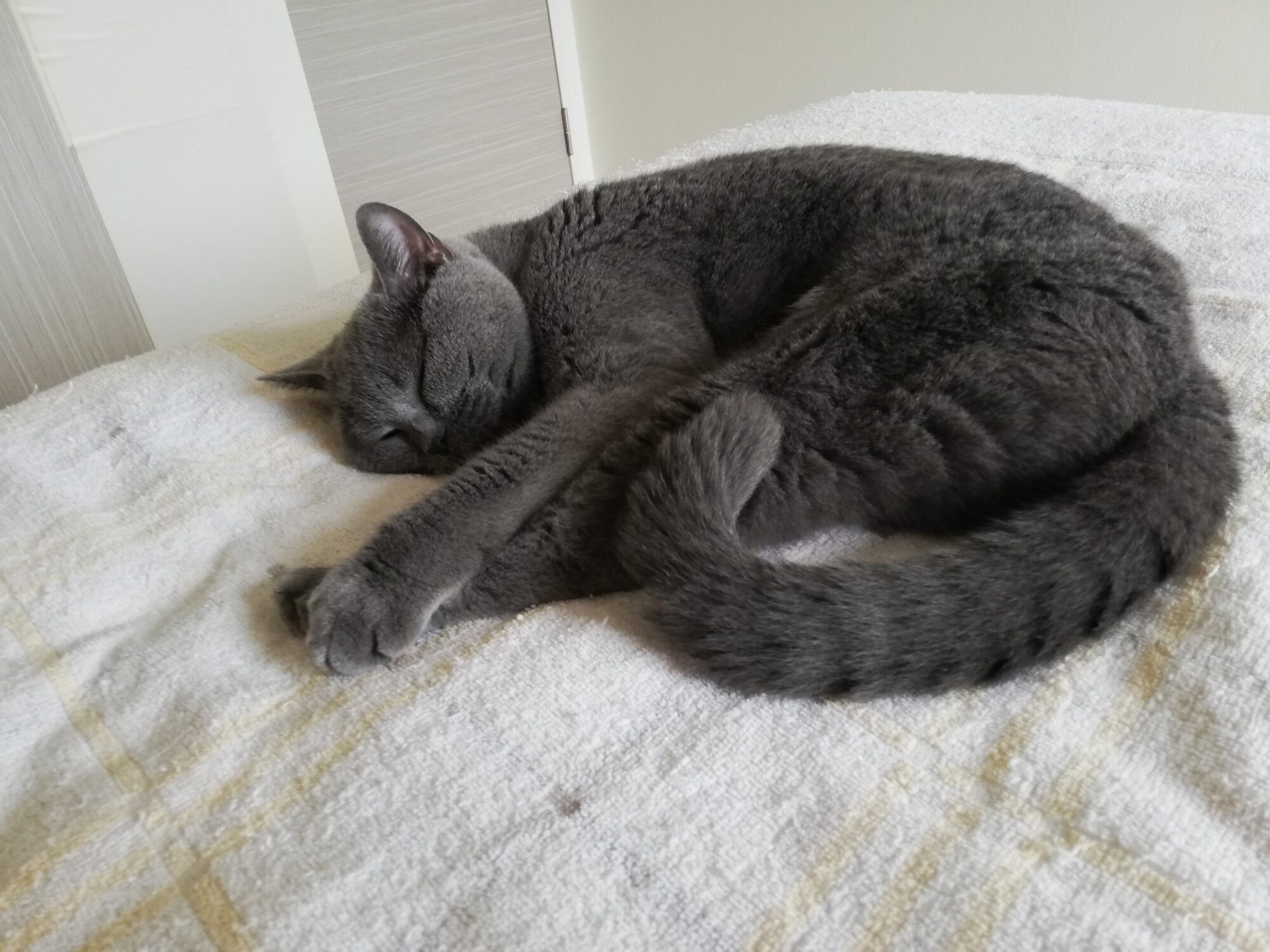 本日のMadam Dorothy “A casual photo of Madam Dorothy on Oct. 2, 2025. Don’t Hide Your Front Paw”