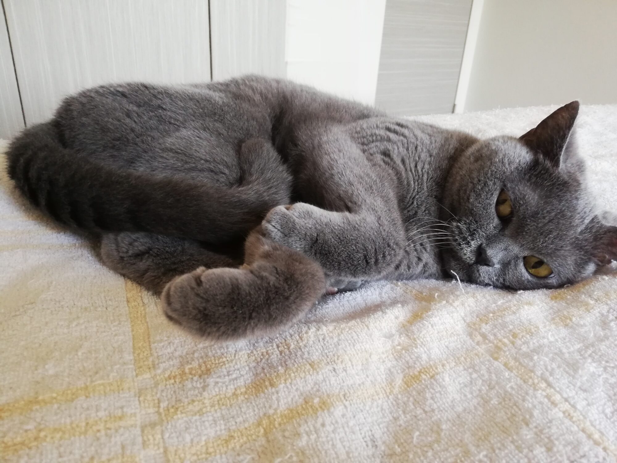 本日のMadam Dorothy “A casual photo of Madam Dorothy on Oct. 10, 2025. What adorable paws you have!”