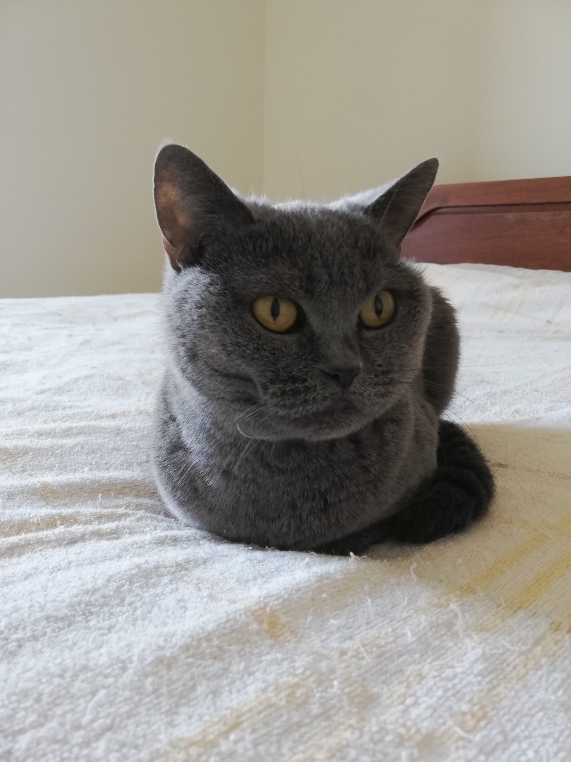 本日のMadam Dorothy “A casual photo of Madam Dorothy on Oct. 12, 2025. May I ask you to stop now?”