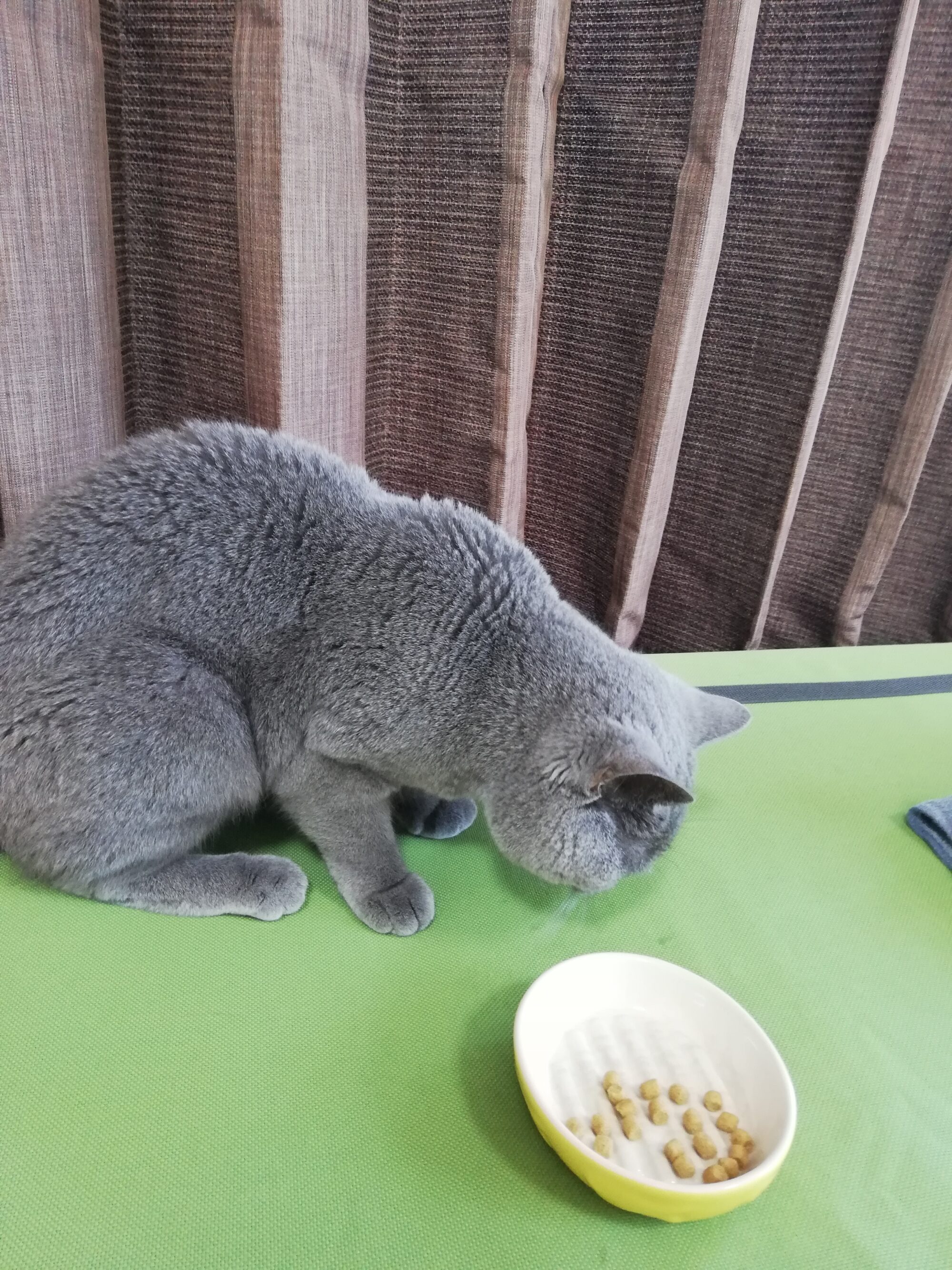 本日のMadam Dorothy “A casual photo of Madam Dorothy on Oct. 14, 2025. Bad Manners!”