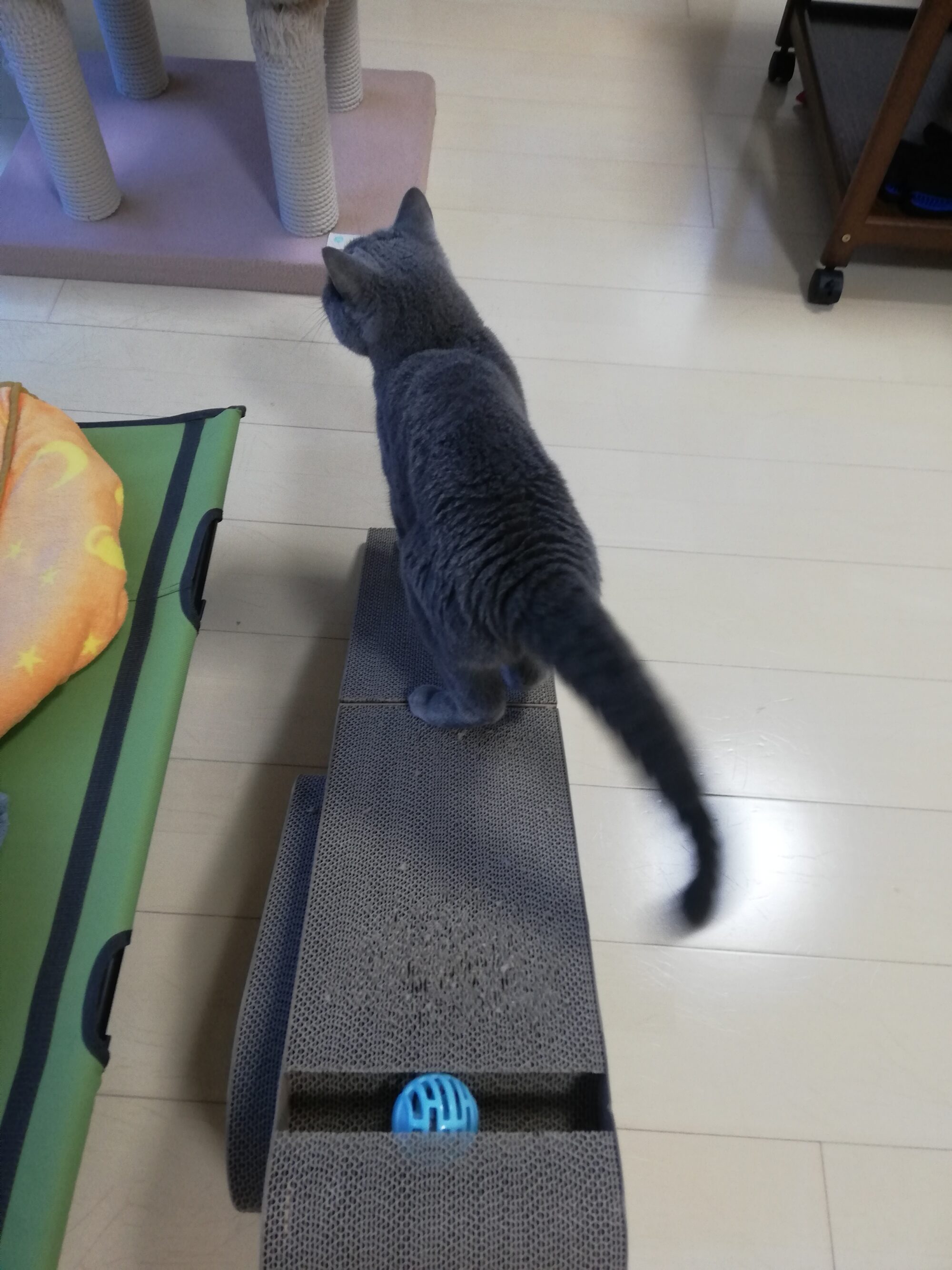 本日のMadam Dorothy “A casual photo of Madam Dorothy on Oct. 16, 2025. She is seeking for an attacking chance.”