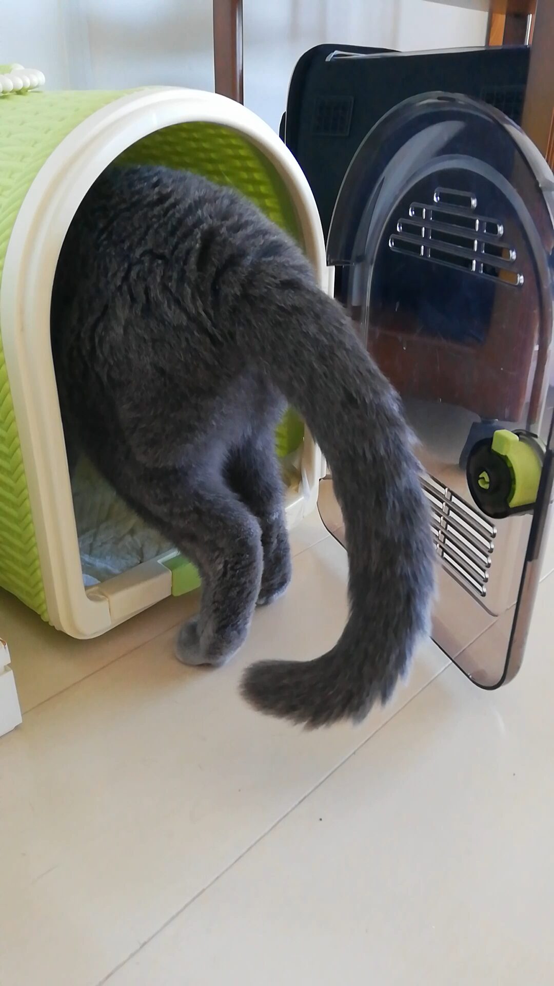 本日のMadam Dorothy “A casual photo of Madam Dorothy on Nov. 17, 2025. Treasure Hunt”