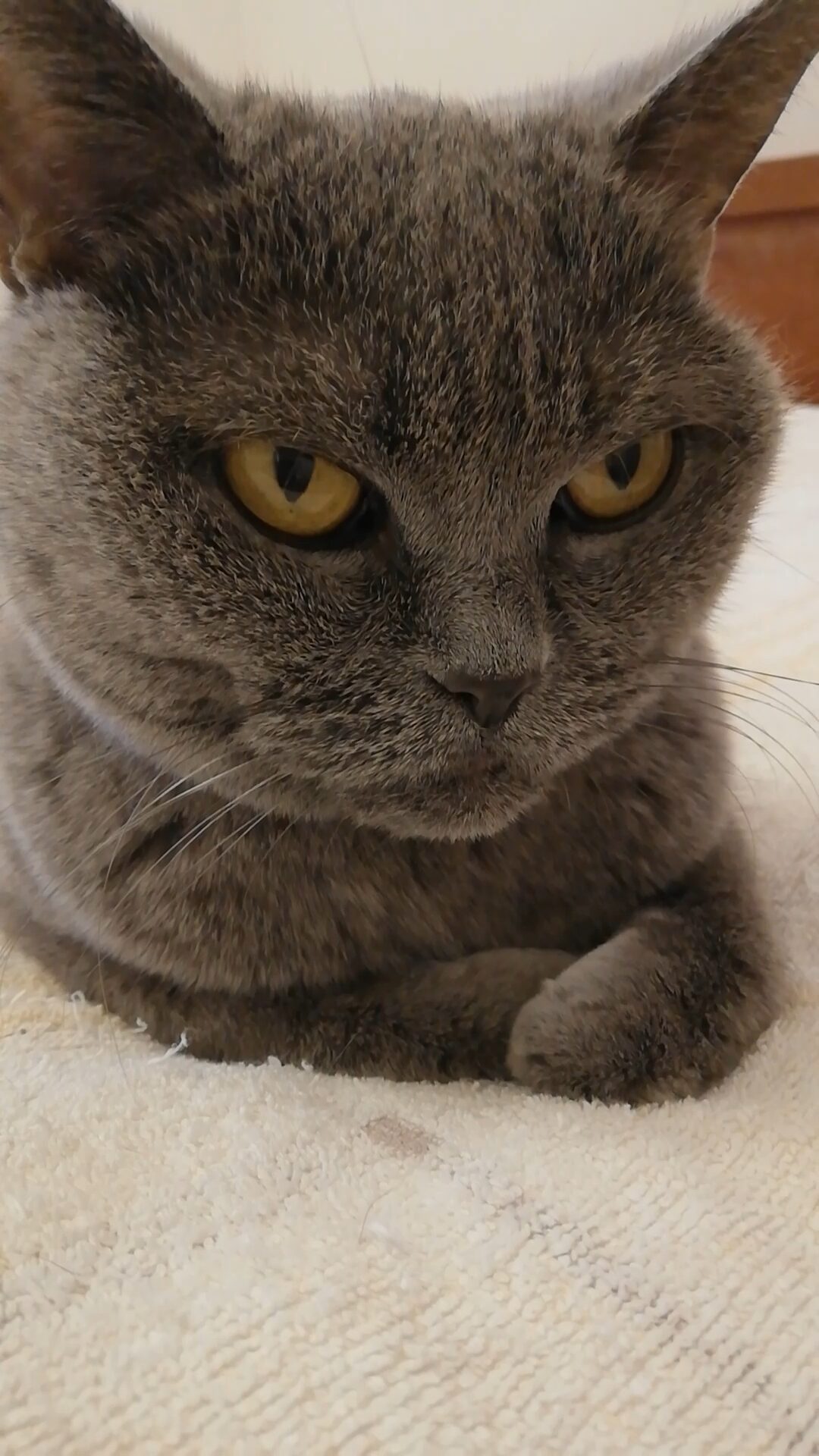 本日のMadam Dorothy “A casual photo of Madam Dorothy on Nov. 19, 2025. The Disheveled Loaf”