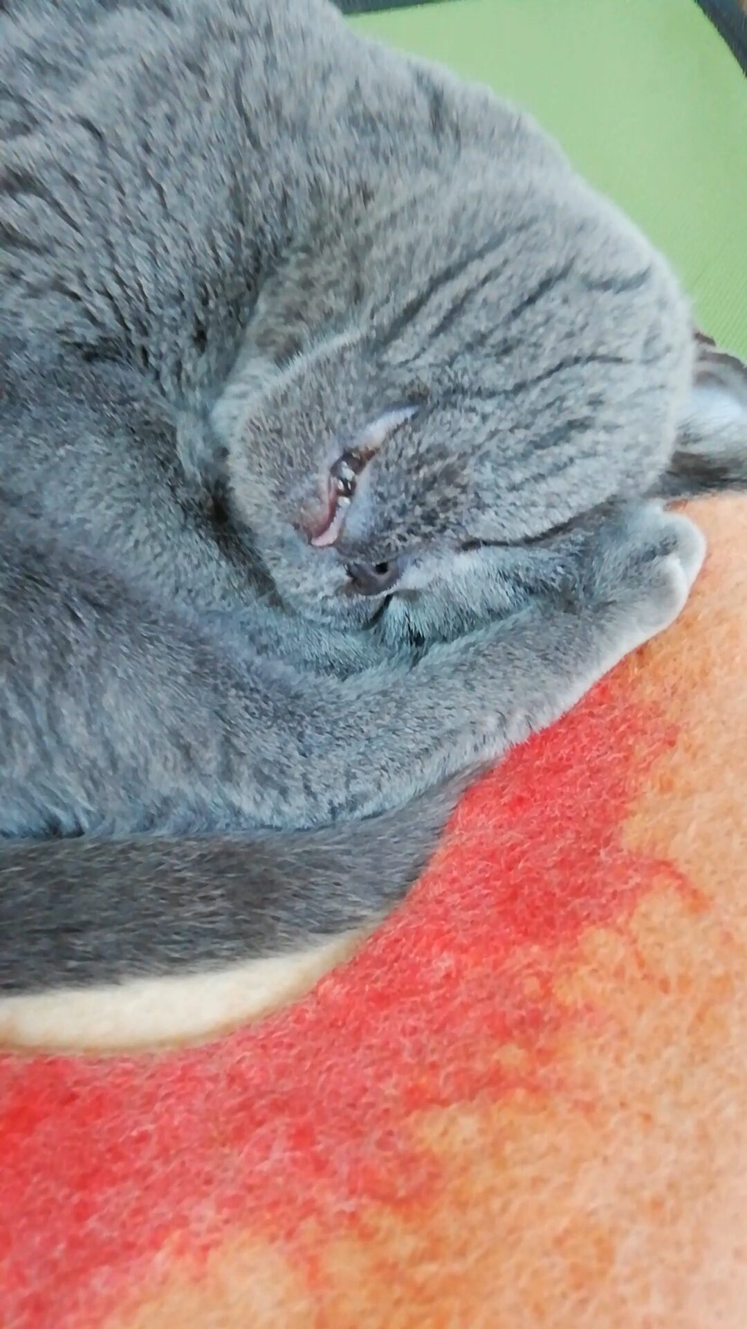 本日のMadam Dorothy “A casual photo of Madam Dorothy on Nov. 27, 2025. Curled up Madam Dorothy”