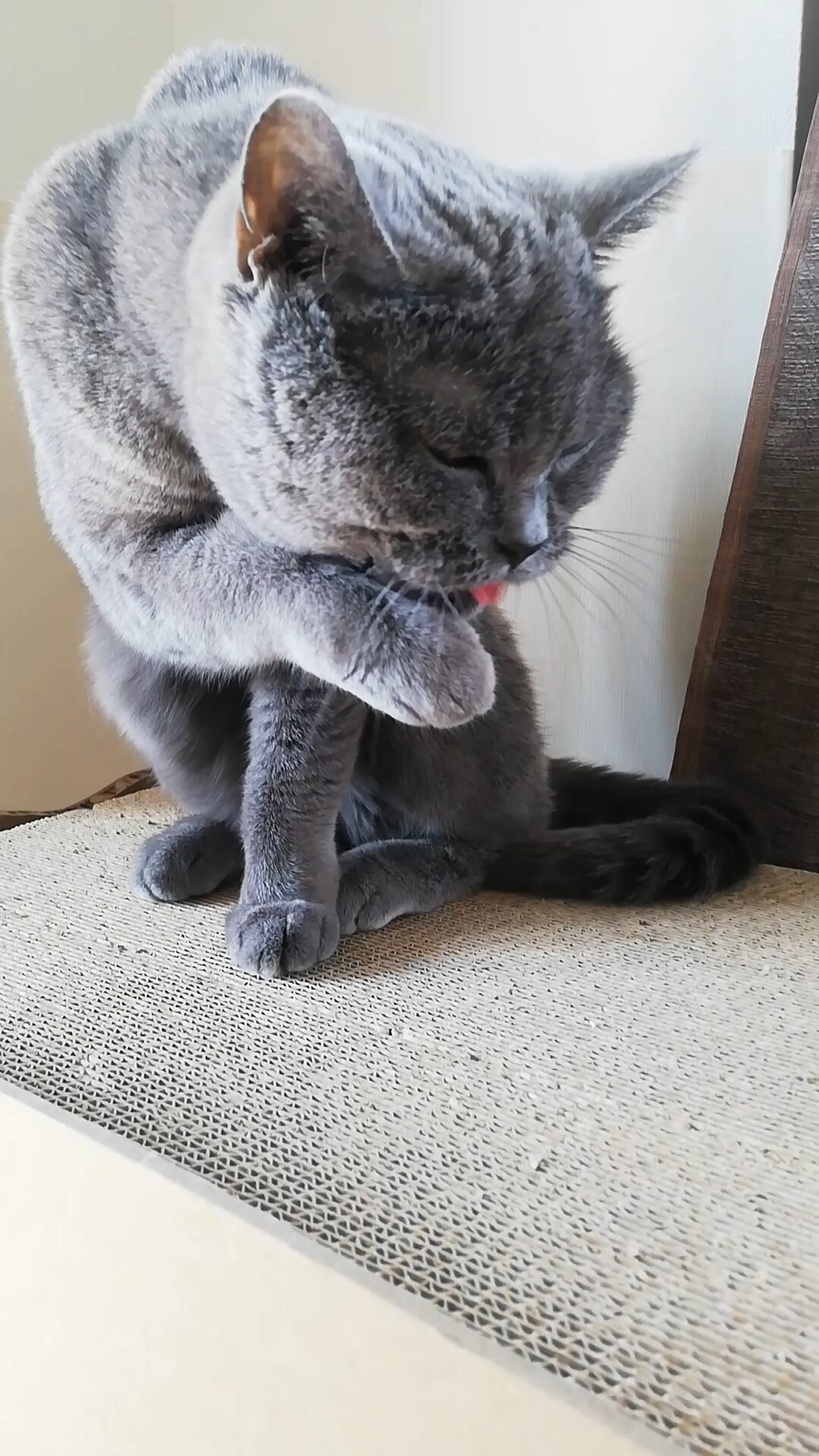 本日のMadam Dorothy “A casual photo of Madam Dorothy on Nov. 25, 2025. Madam Dorothy’s Grooming”
