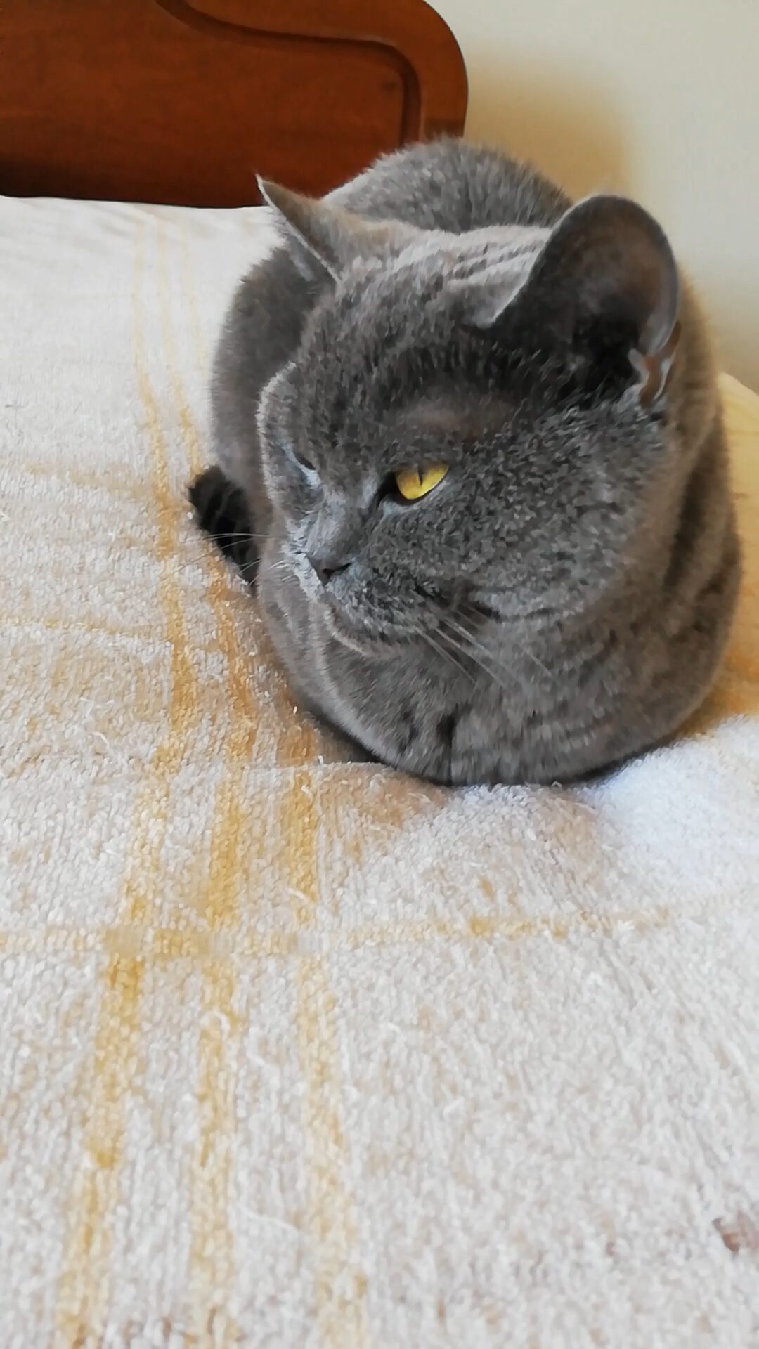 本日のMadam Dorothy “A casual photo of Madam Dorothy on Nov. 15, 2025. A Perfect CatLoaf”