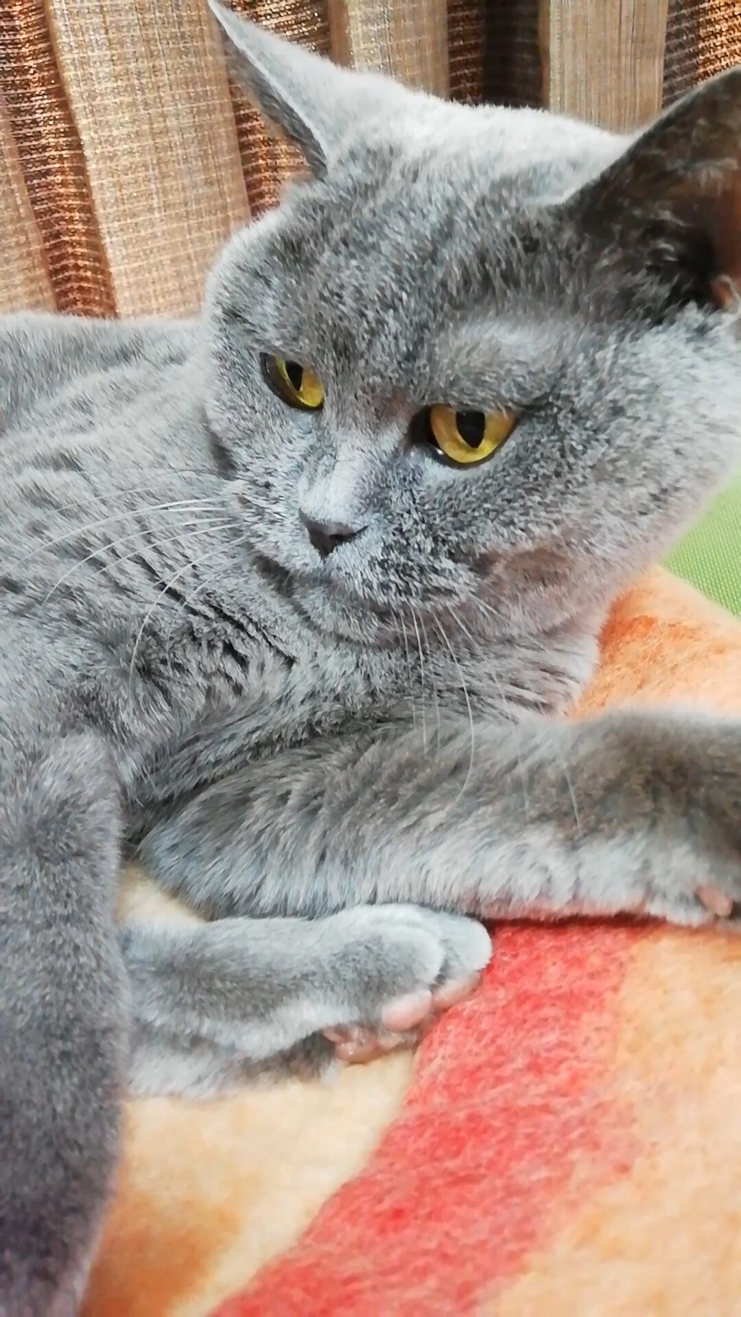 本日のMadam Dorothy “A casual photo of Madam Dorothy on Nov. 29, 2025. Cat Pinch”