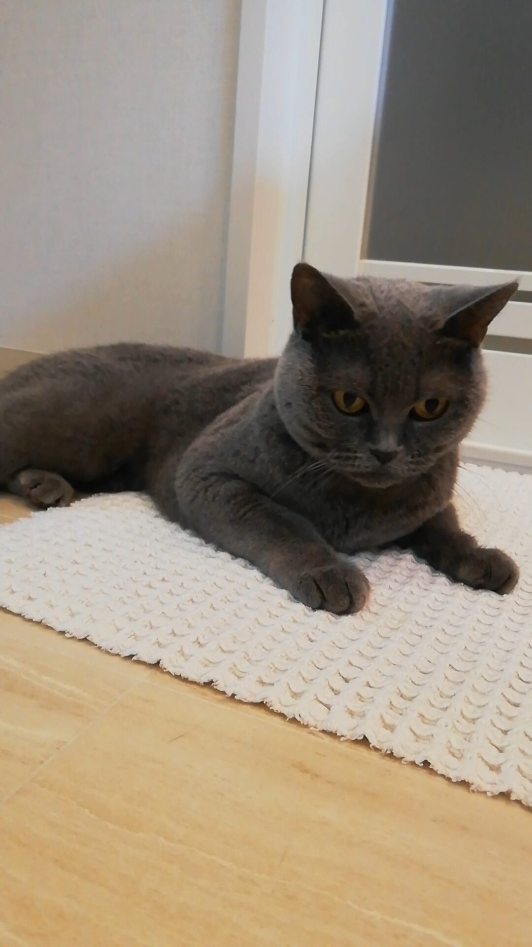 本日のMadam Dorothy “A casual photo of Madam Dorothy on Nov. 13, 2025. Are You Thinking of a Bath?”