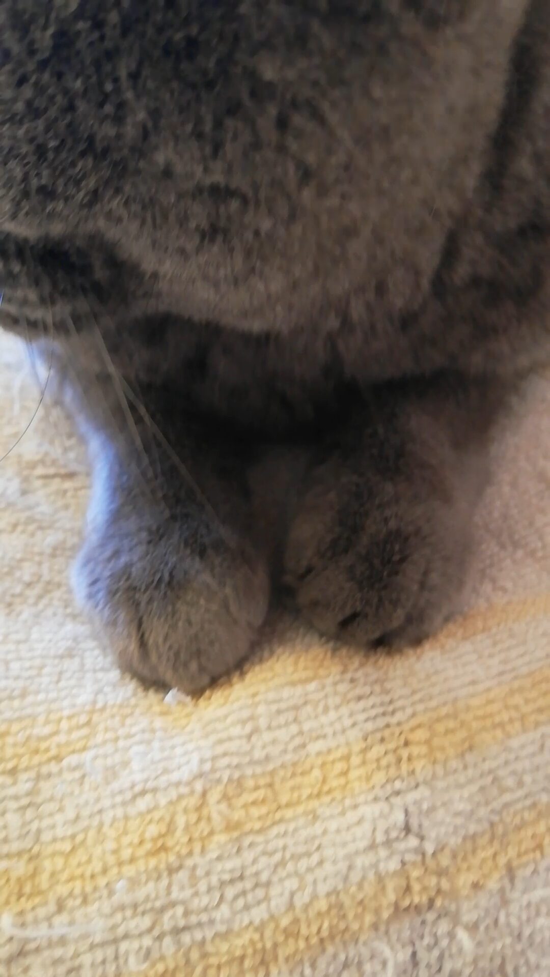 本日のMadam Dorothy “A casual photo of Madam Dorothy on Nov. 21, 2025. Fluffy Cheeks”