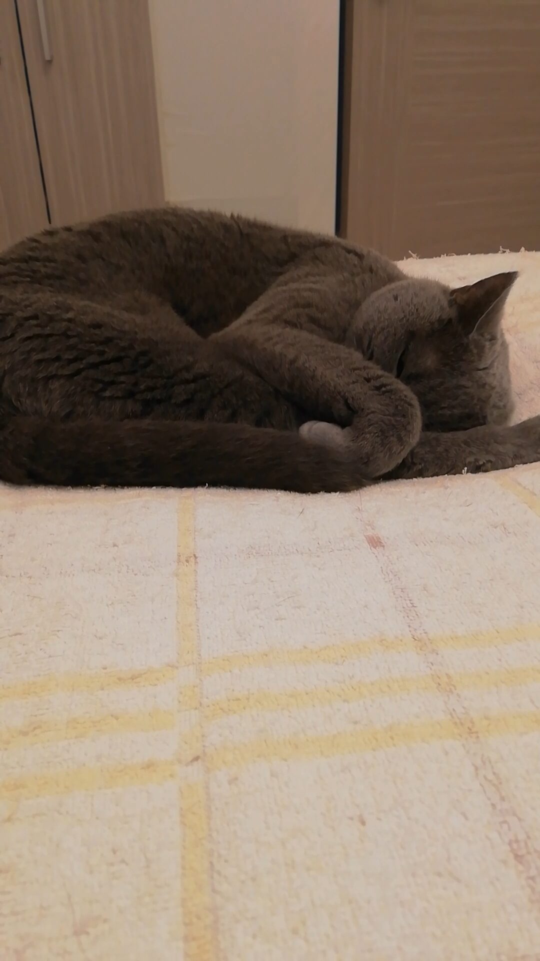 本日のMadam Dorothy “A casual photo of Madam Dorothy on Nov. 11, 2025. Playing Possum”